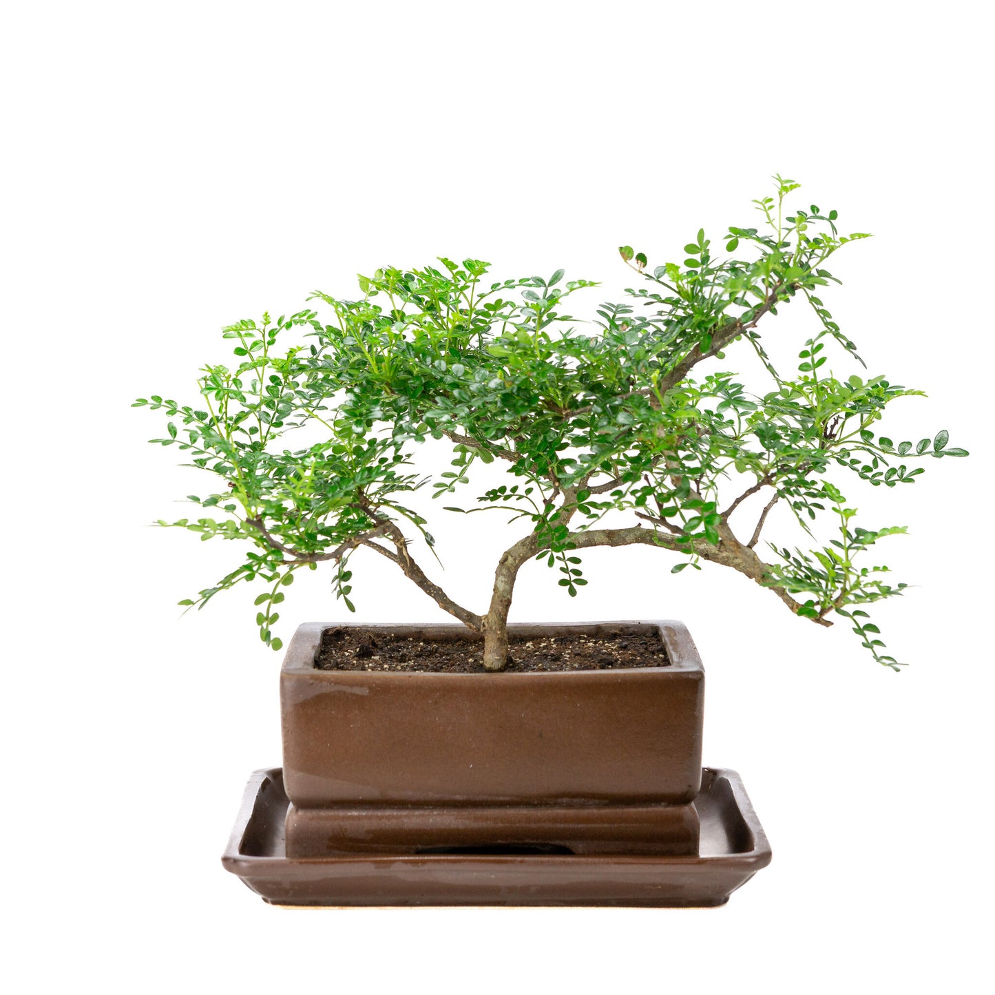 Binnen Bonsai Zanthoxylum piperitum bruine rechthoekige pot 20cm, hoogte ~30cm