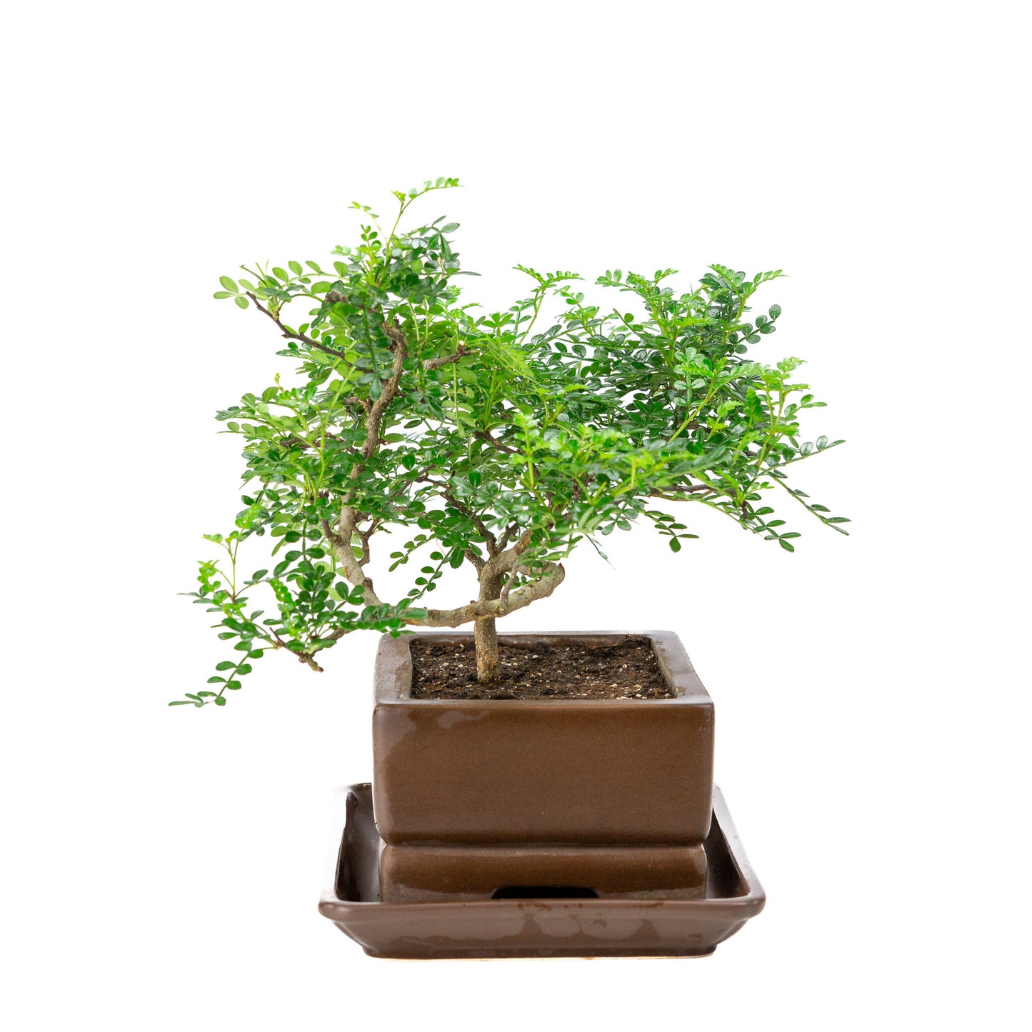 Binnen Bonsai Zanthoxylum piperitum bruine rechthoekige pot 20cm, hoogte ~30cm