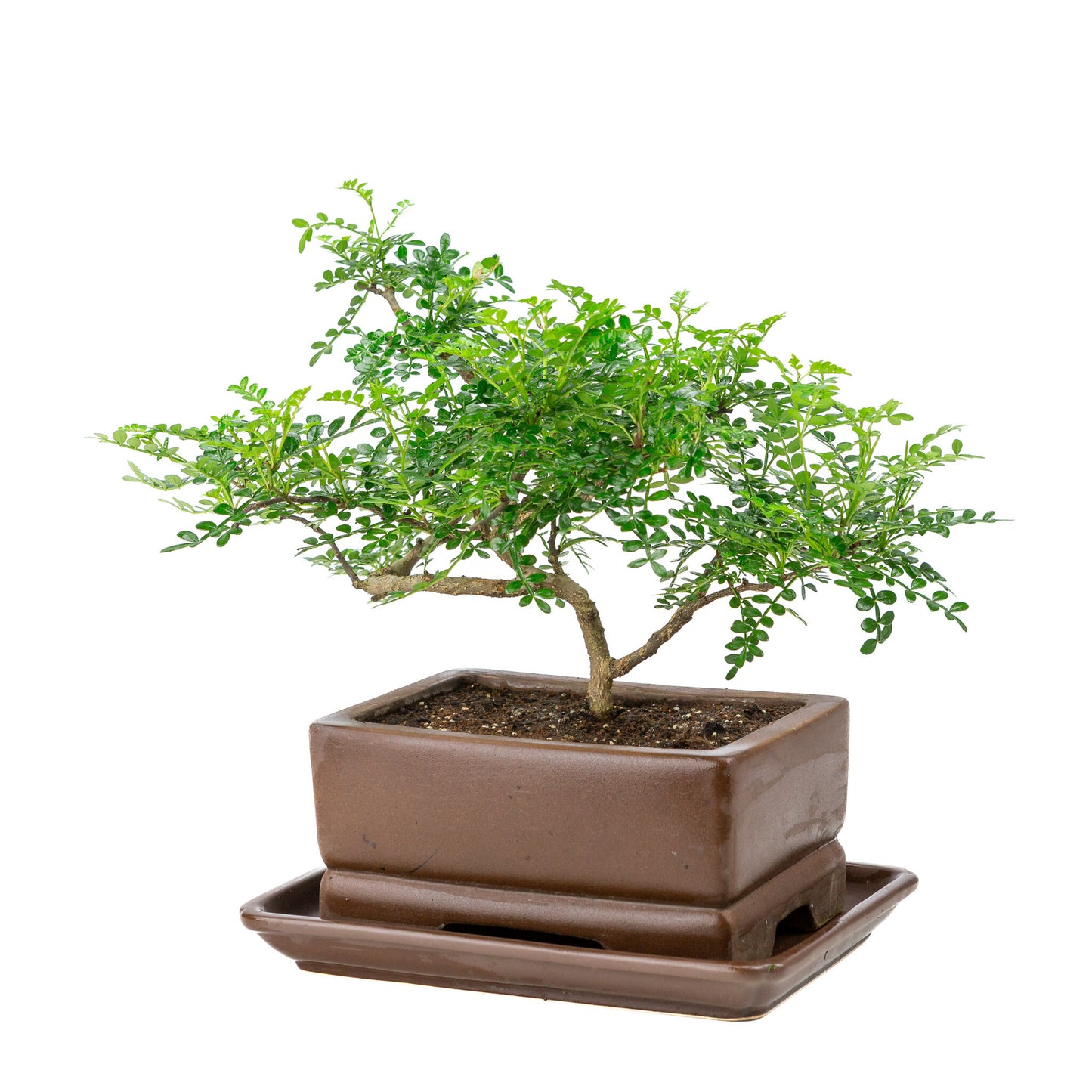 Binnen Bonsai Zanthoxylum piperitum bruine rechthoekige pot 20cm, hoogte ~30cm