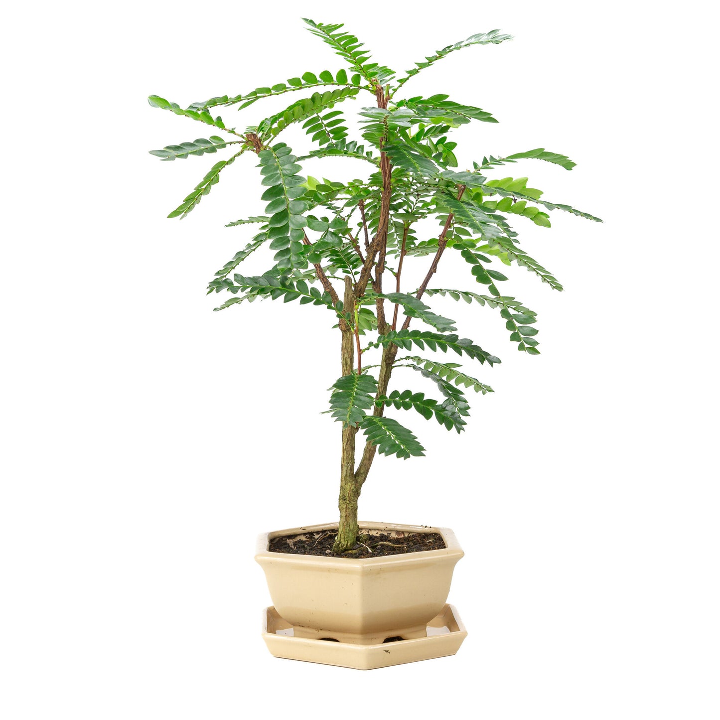 Binnen Bonsai Phyllanthus buxifolius creme zeshoekige pot 22cm, hoogte ~53cm