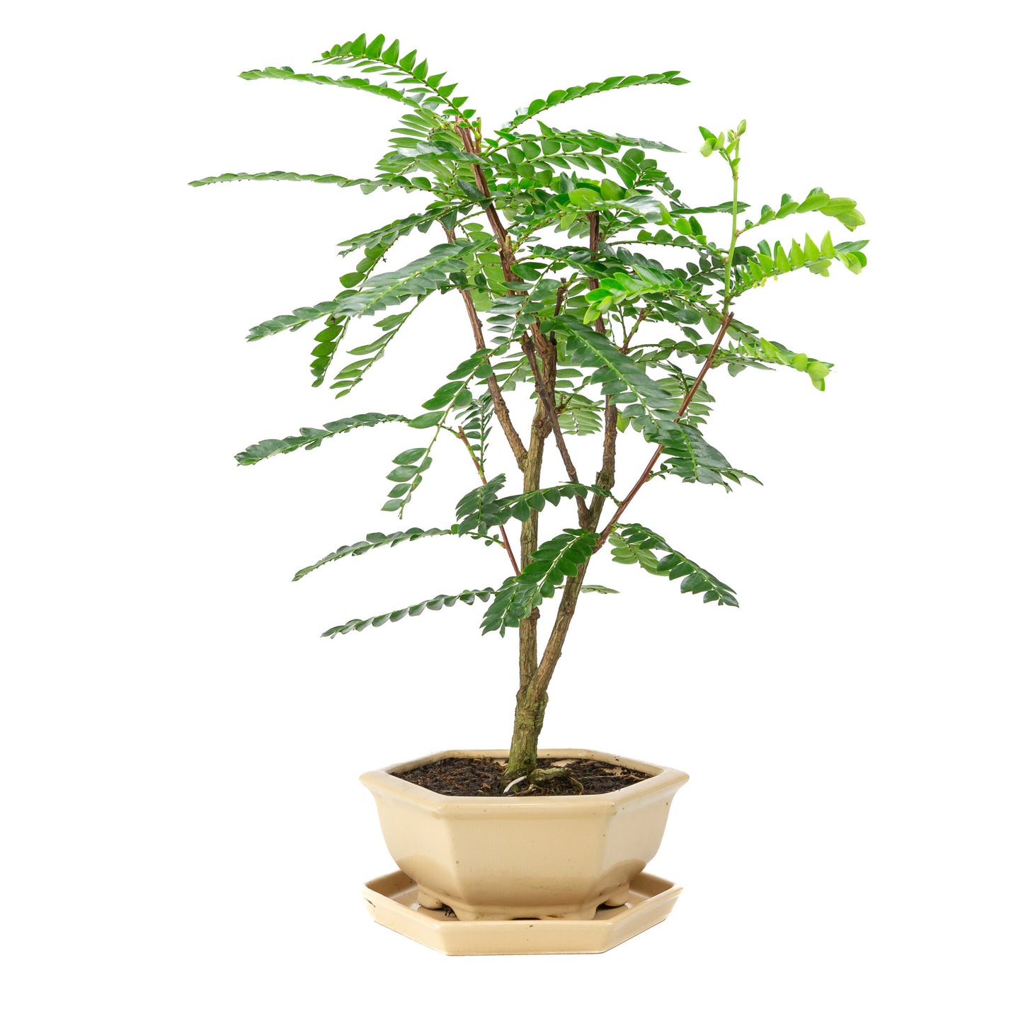 Binnen Bonsai Phyllanthus buxifolius creme zeshoekige pot 22cm, hoogte ~53cm