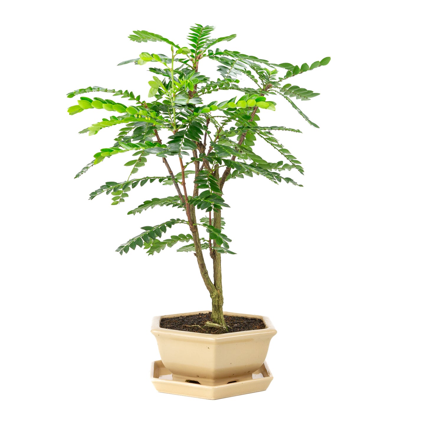 Binnen Bonsai Phyllanthus buxifolius creme zeshoekige pot 22cm, hoogte ~53cm