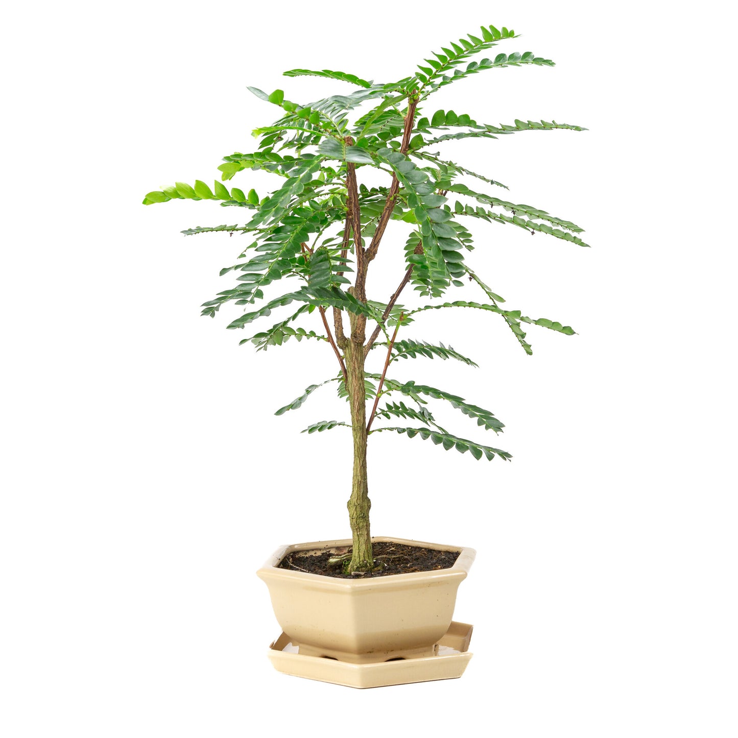 Binnen Bonsai Phyllanthus buxifolius creme zeshoekige pot 22cm, hoogte ~53cm