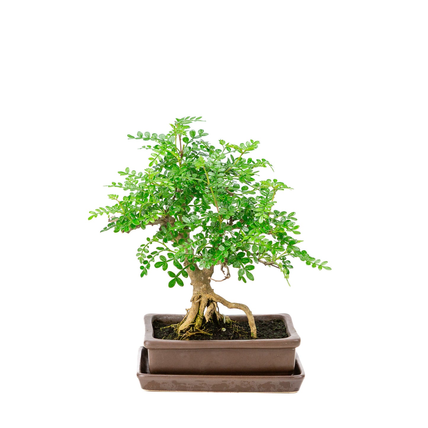Binnen Bonsai Zanthoxylum piperitium bruine matte rechthoekige 15m, hoogte ~26cm