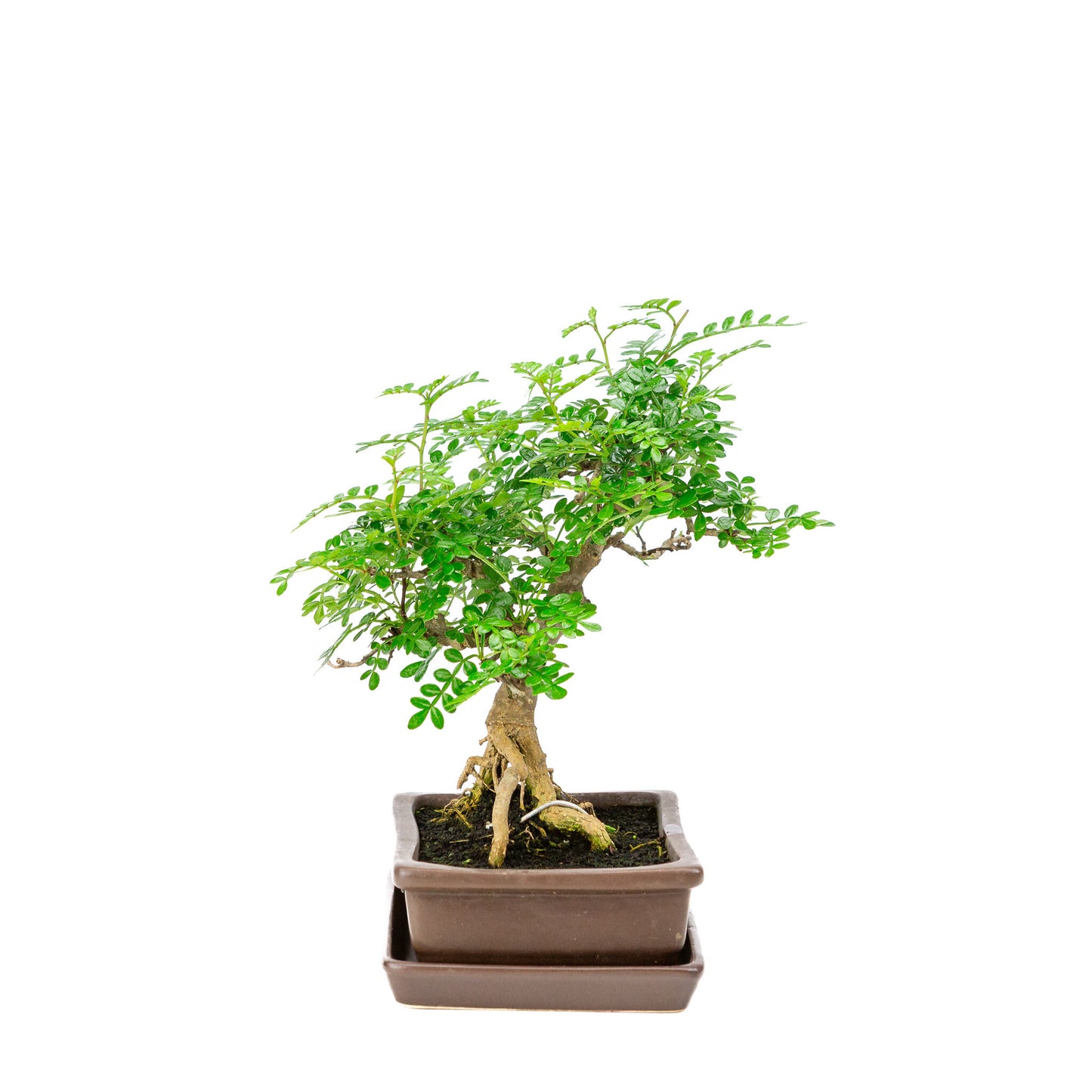 Binnen Bonsai Zanthoxylum piperitium bruine matte rechthoekige 15m, hoogte ~26cm