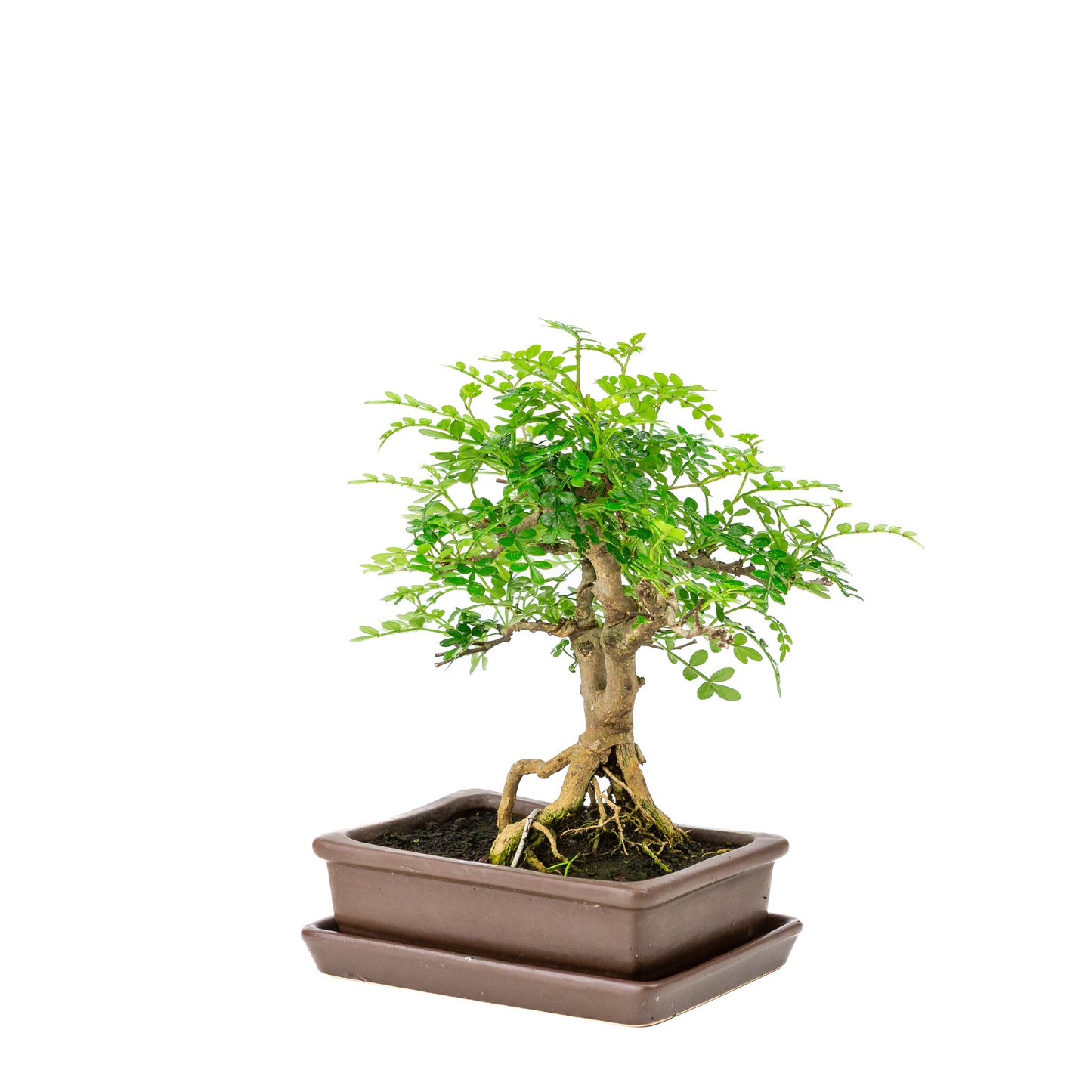 Binnen Bonsai Zanthoxylum piperitium bruine matte rechthoekige 15m, hoogte ~26cm