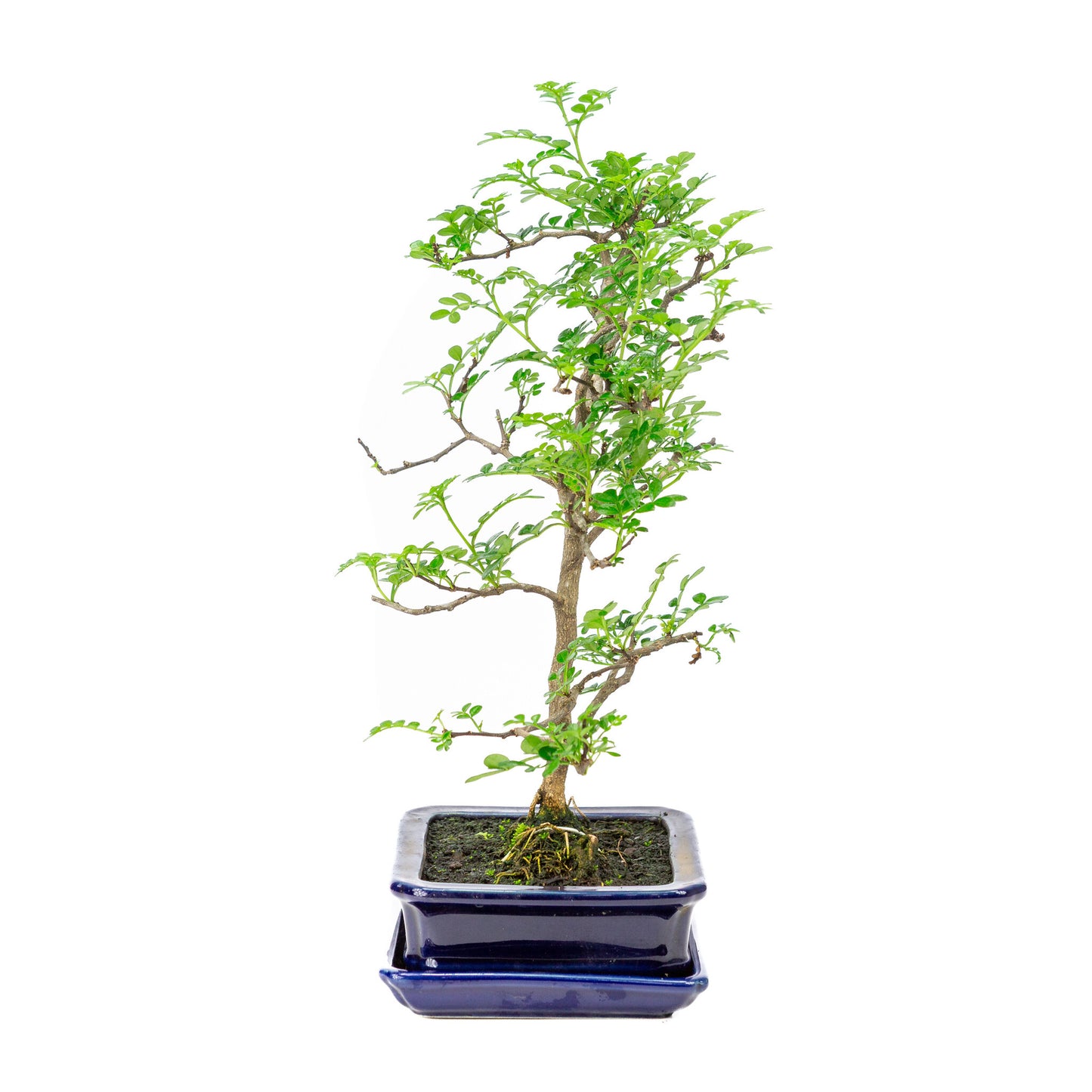 Binnen Bonsai Zanthoxylum piperitium bruine matte rechthoekige 17m, hoogte ~38cm