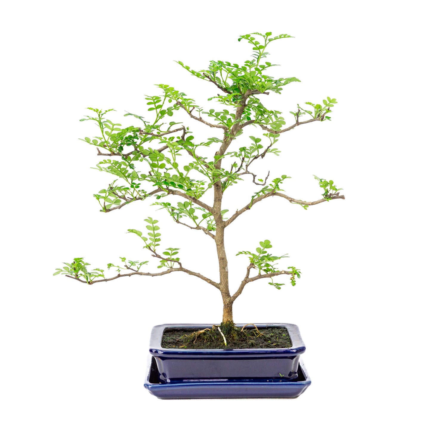 Binnen Bonsai Zanthoxylum piperitium bruine matte rechthoekige 17m, hoogte ~38cm