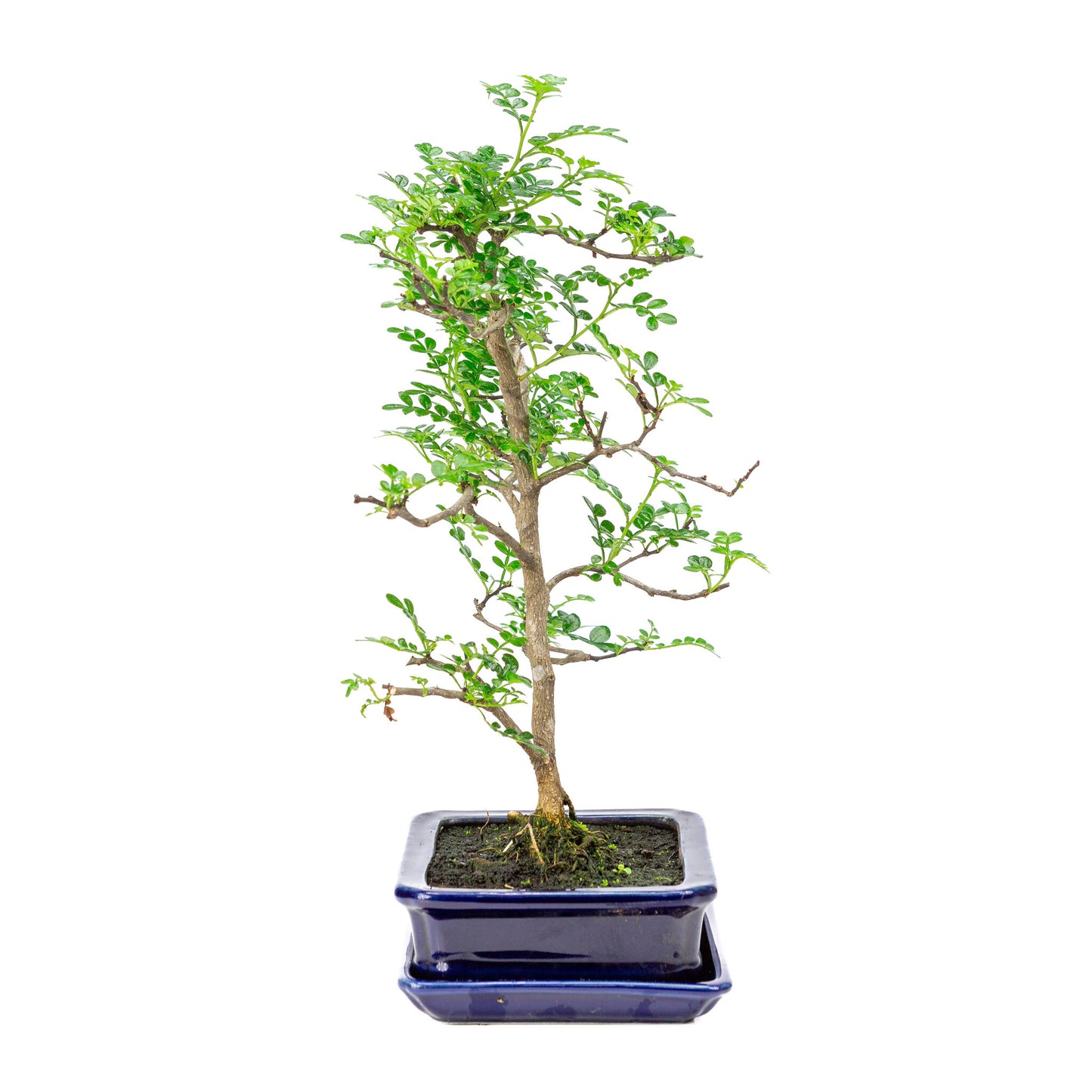 Binnen Bonsai Zanthoxylum piperitium bruine matte rechthoekige 17m, hoogte ~38cm