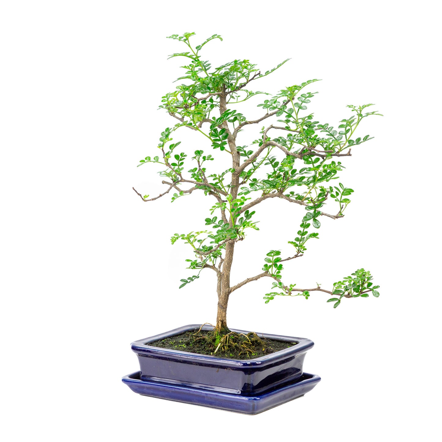 Binnen Bonsai Zanthoxylum piperitium bruine matte rechthoekige 17m, hoogte ~38cm