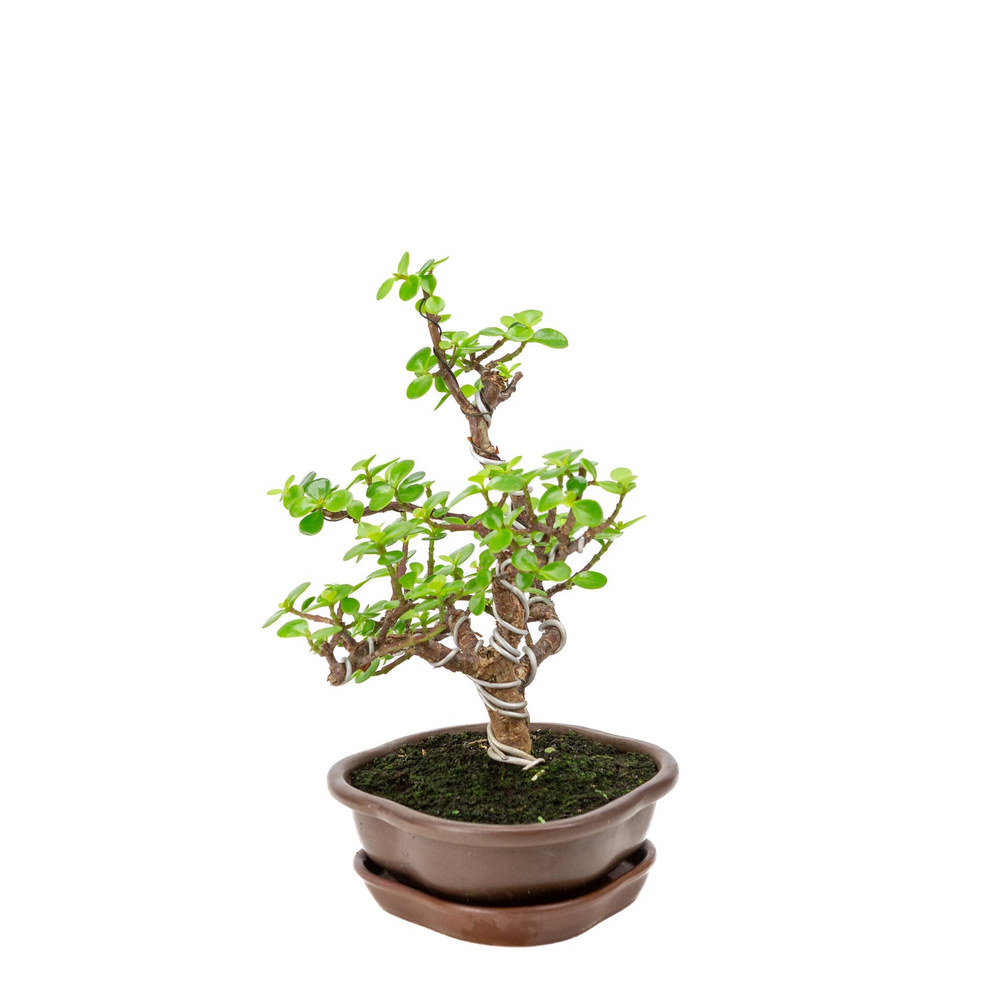 Binnen Portulacaria afra bruine Mokko pot 22cm, hoogte ~30cm