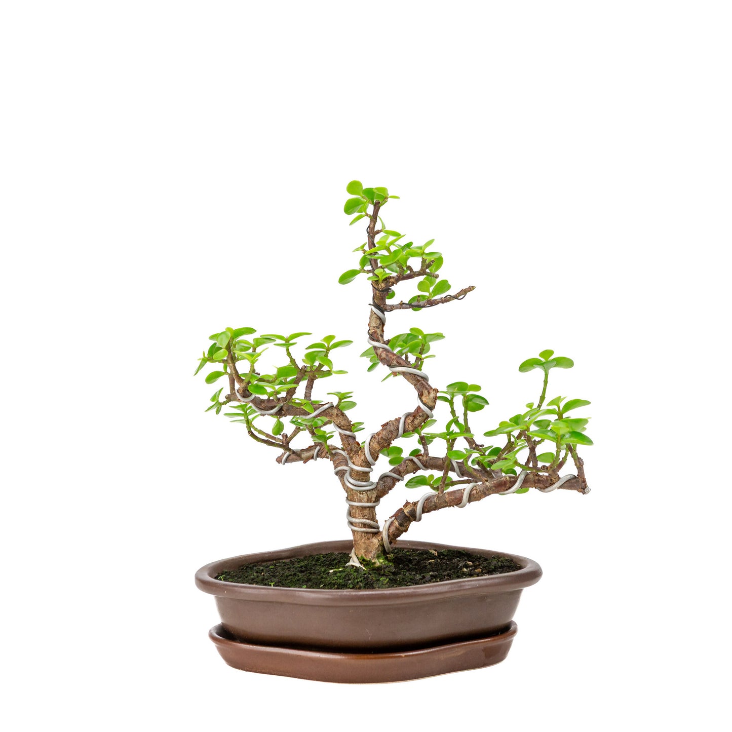 Binnen Portulacaria afra bruine Mokko pot 22cm, hoogte ~30cm