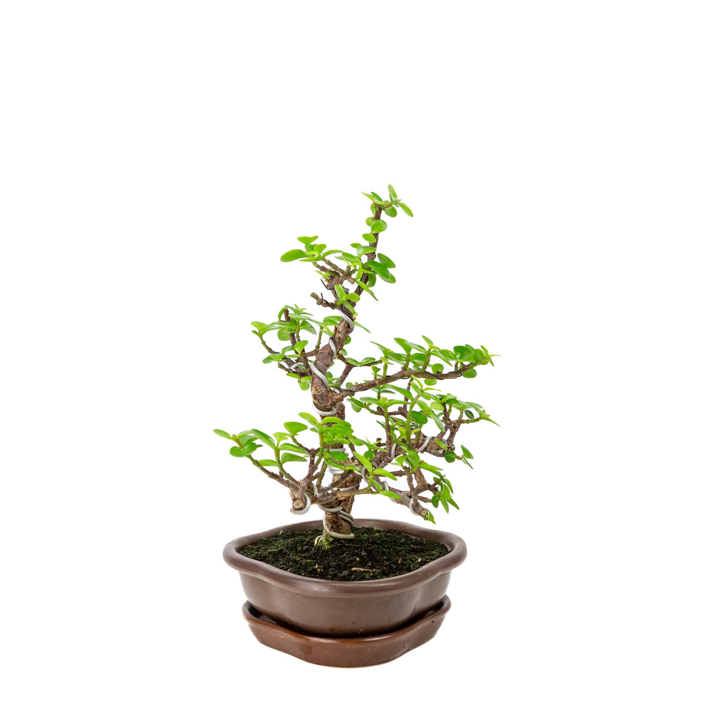 Binnen Portulacaria afra bruine Mokko pot 22cm, hoogte ~30cm
