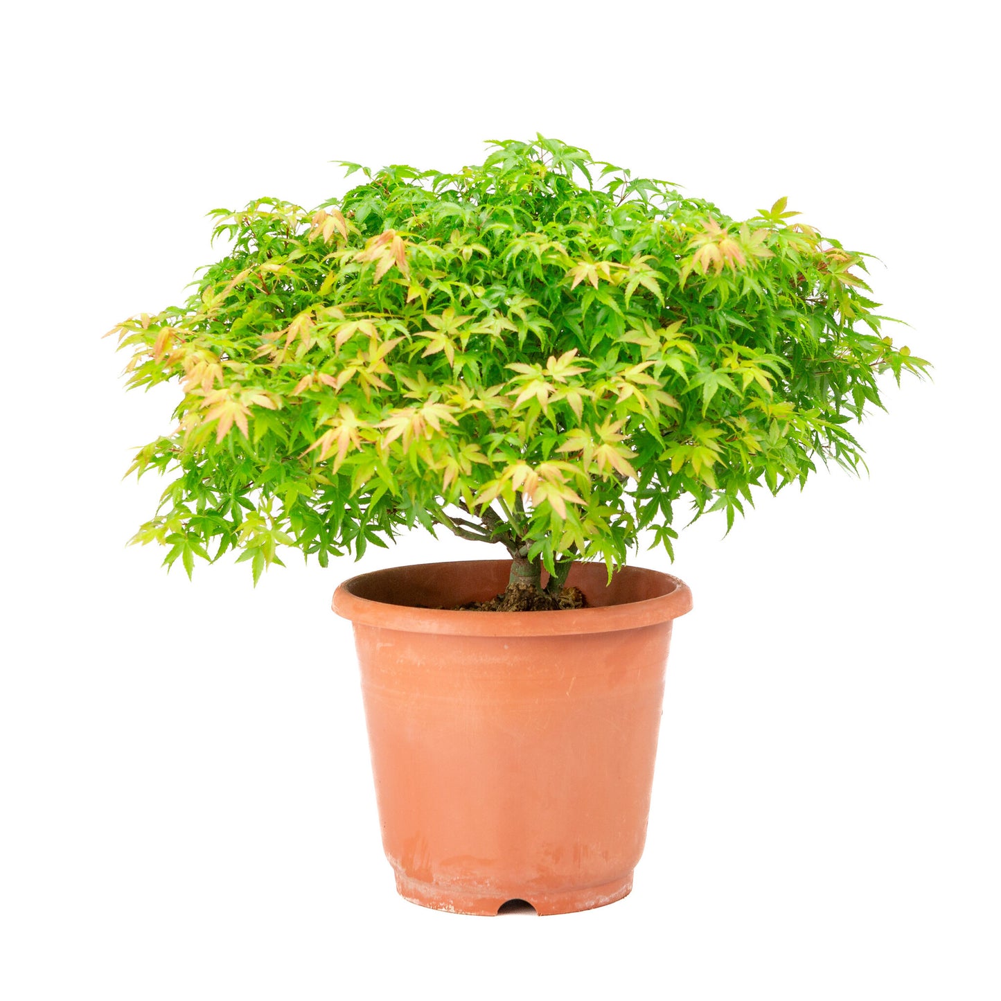 Buiten Bonsai Acer palmatum 'Kiyohime' plastic pot 17cm, hoogte ~38cm