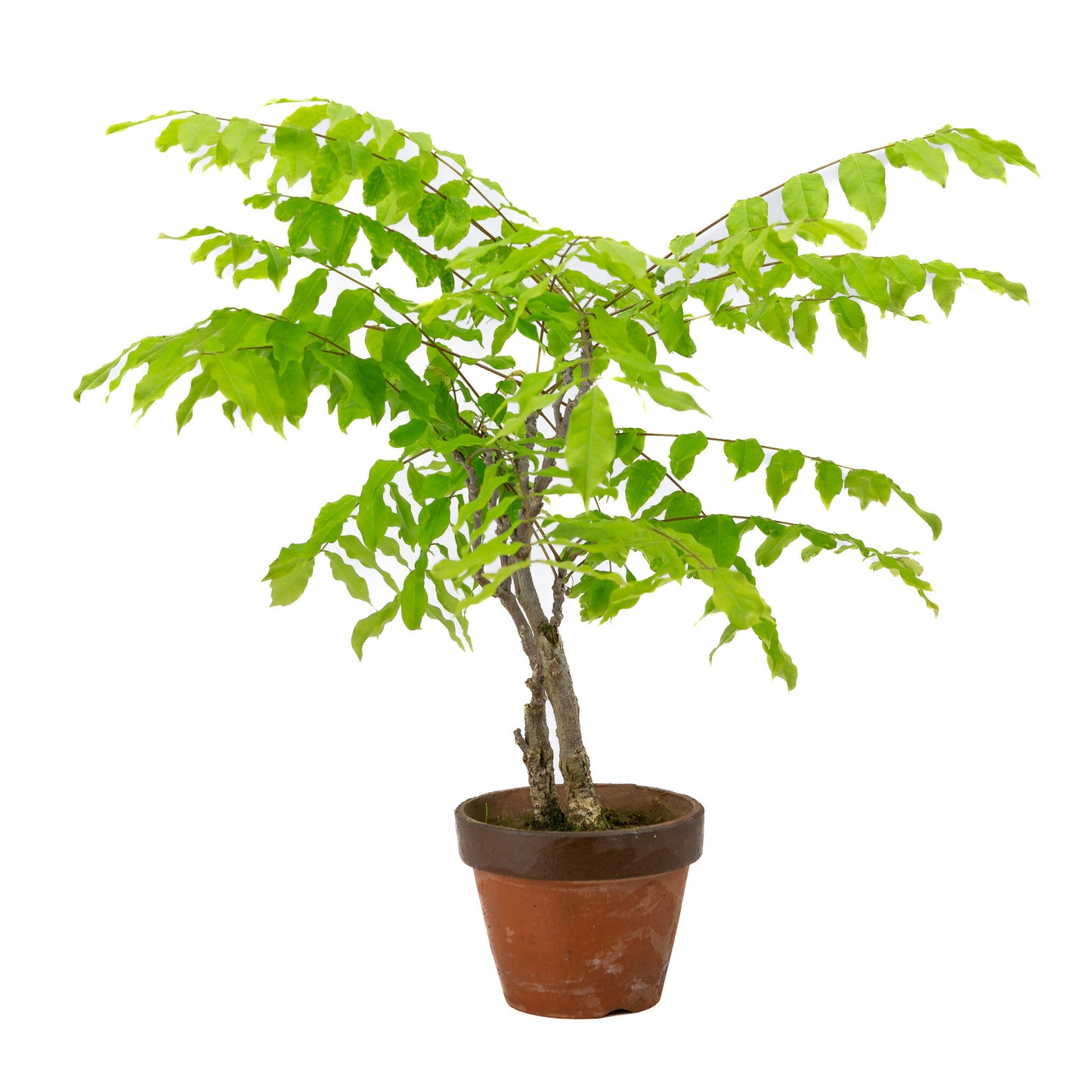 Bonsaï d'extérieur Wisteria floribunda en pot de terre cuite de 12 cm, hauteur ~44 cm