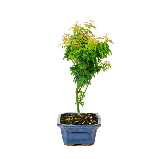 Bonsaï d'extérieur Acer palmatum 'Kotohime', pot rectangulaire bleu de 21 cm, hauteur ~ 45 cm