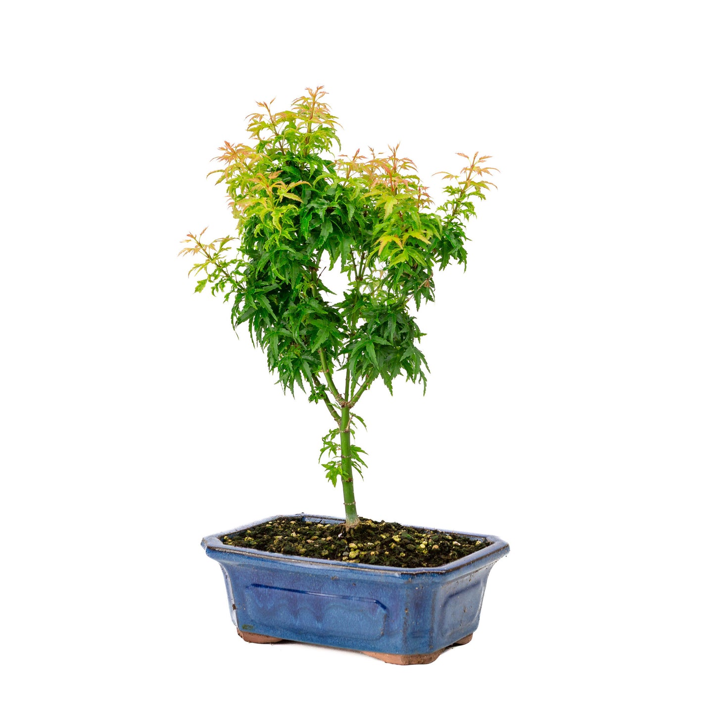 Bonsaï d'extérieur Acer palmatum 'Kotohime', pot rectangulaire bleu de 21 cm, hauteur ~ 45 cm