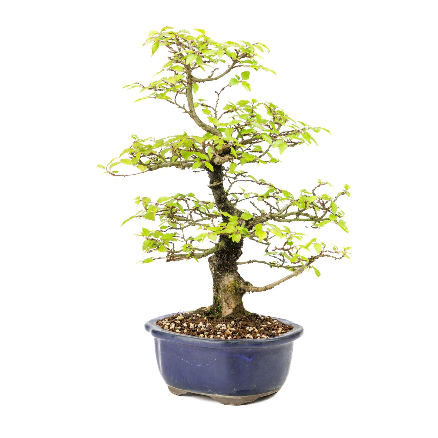 Bonsaï d'extérieur Carpinus turczaninowii bleu, pot Mokko 20 cm, hauteur ~48 cm