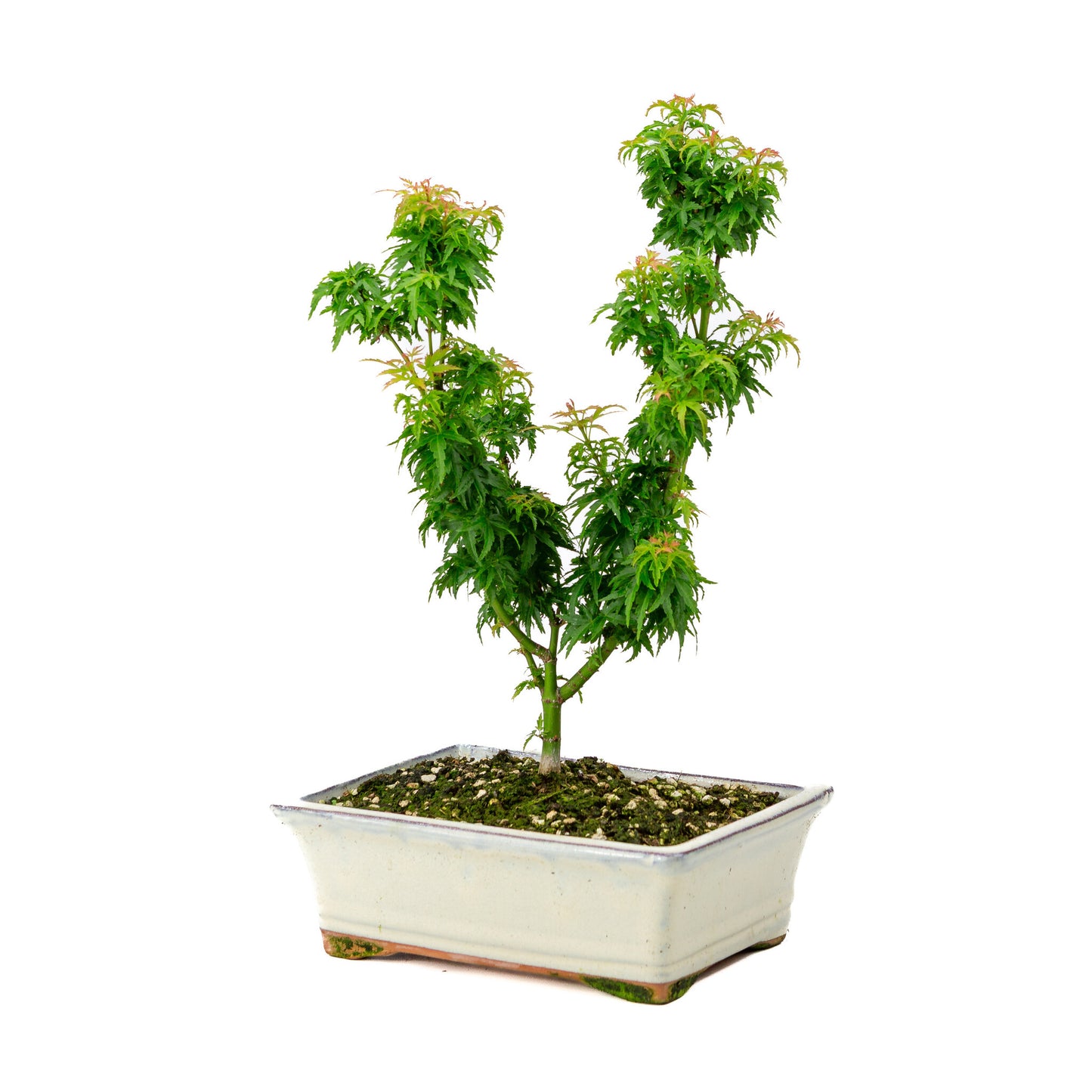 Bonsaï d'extérieur Acer palmatum 'Kotohime', pot rectangulaire crème 22 cm, hauteur ~ 42 cm