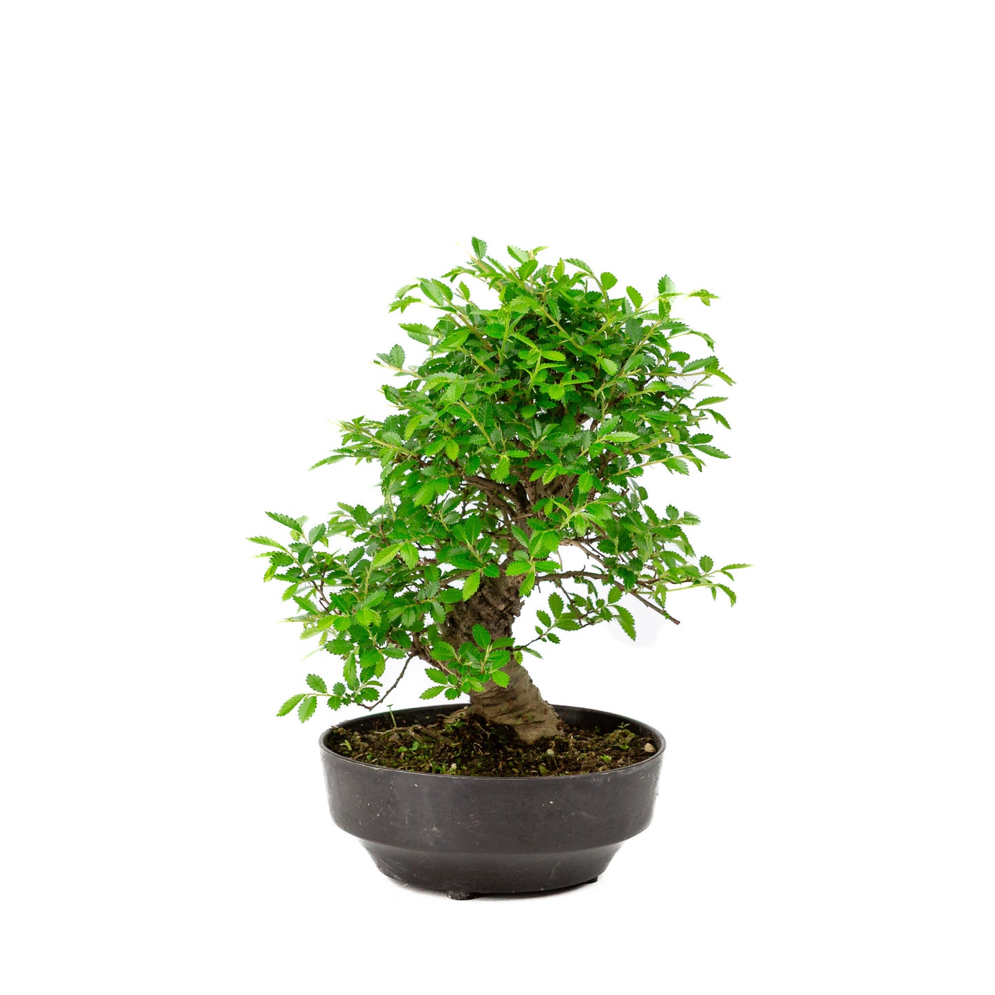 Buiten Bonsai Zelkova nire plastic pot 13cm, hoogte ~25cm