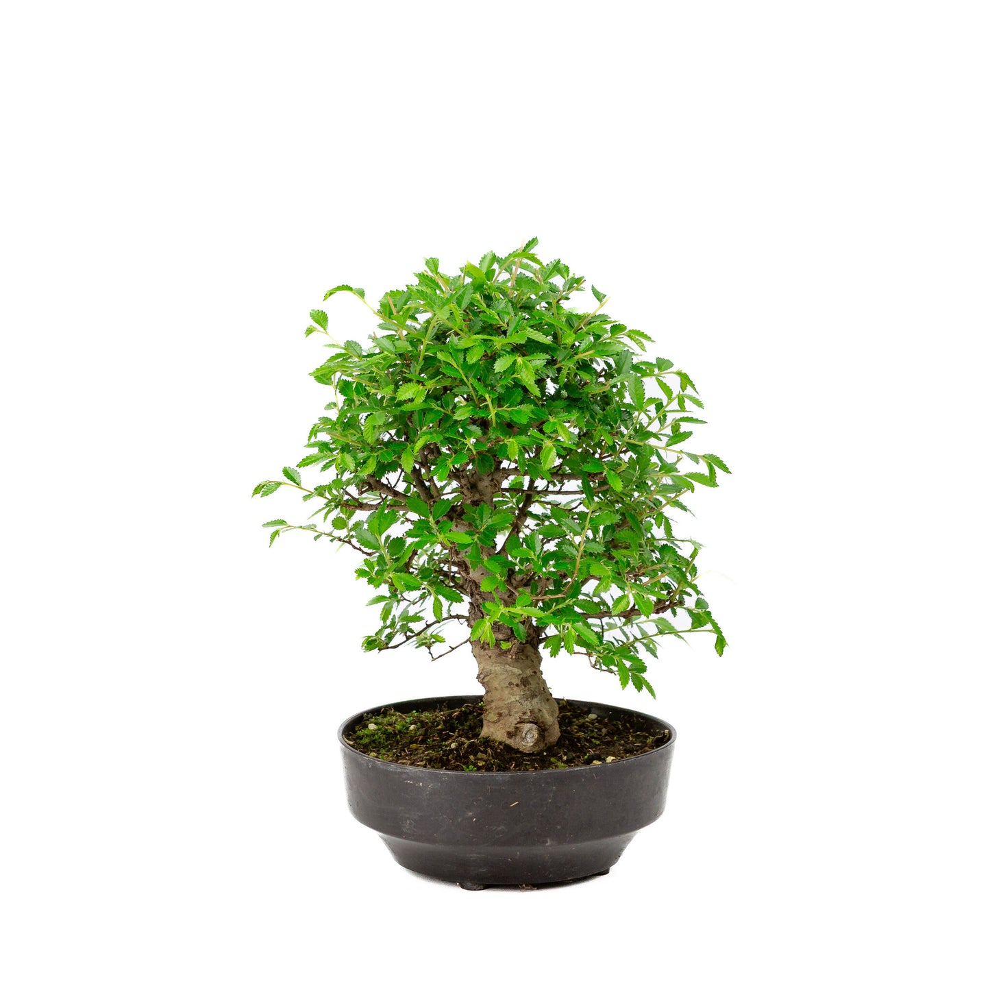 Buiten Bonsai Zelkova nire plastic pot 13cm, hoogte ~25cm