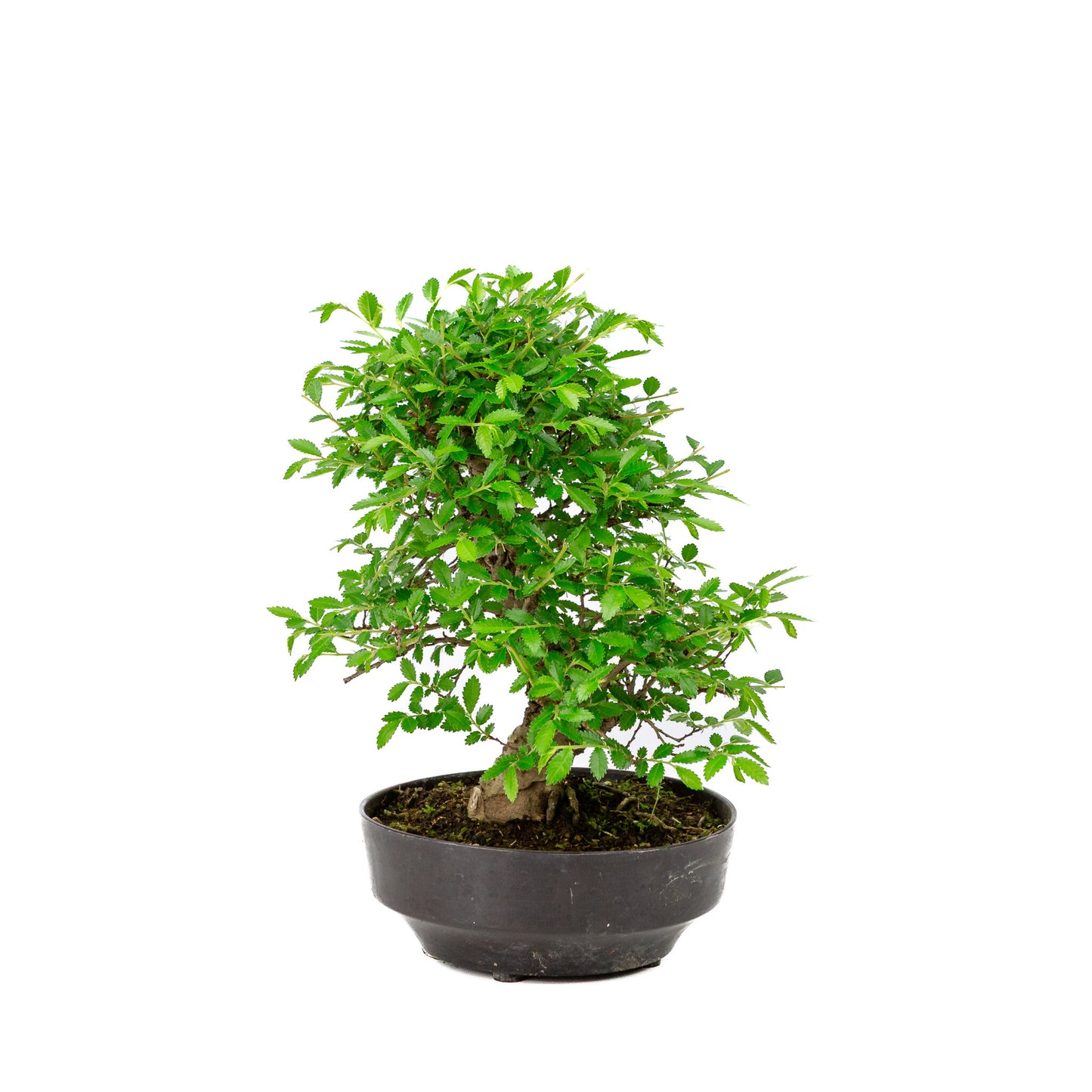Buiten Bonsai Zelkova nire plastic pot 13cm, hoogte ~25cm