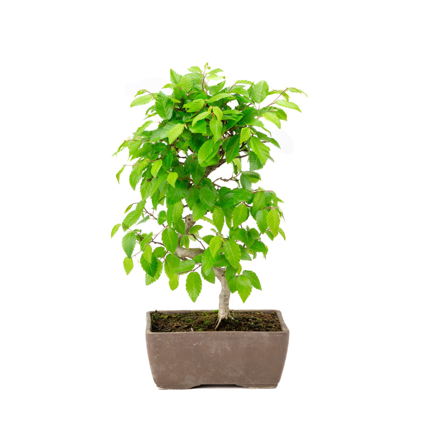 Buiten Bonsai Carpinus coreana ongeglazuurde rechthoekige pot 14cm, hoogte ~30cm