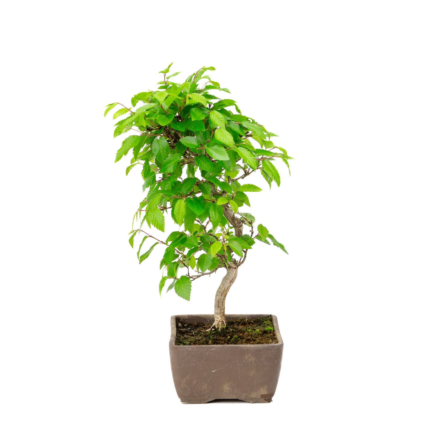 Buiten Bonsai Carpinus coreana ongeglazuurde rechthoekige pot 14cm, hoogte ~30cm
