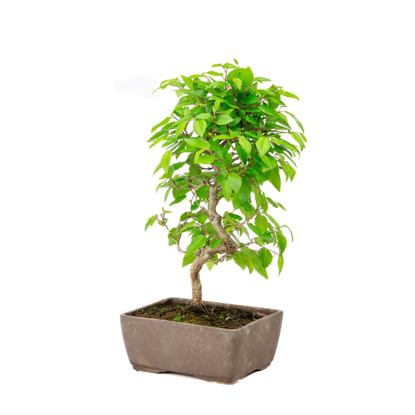 Buiten Bonsai Carpinus coreana ongeglazuurde rechthoekige pot 14cm, hoogte ~30cm