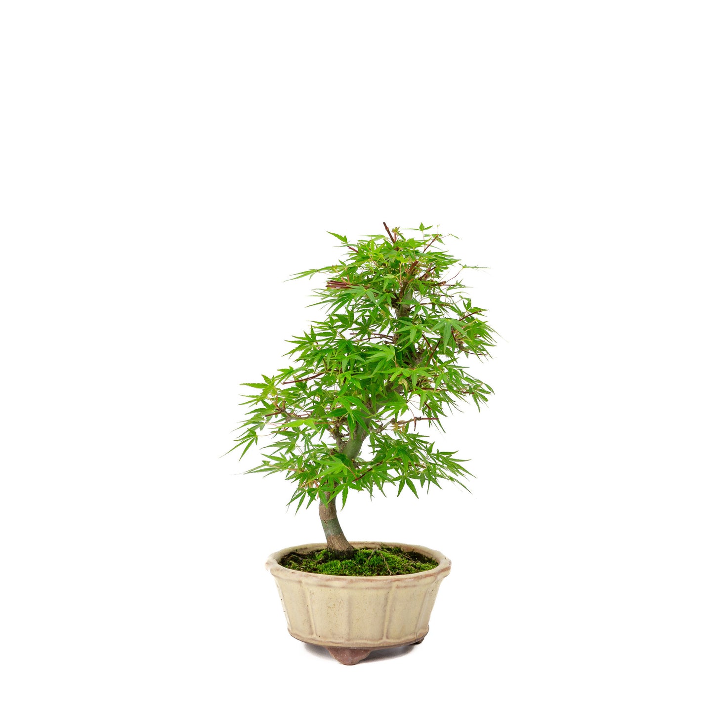 Buiten Bonsai Acer palmatum 'Orihime' creme ronde pot 13cm, hoogte ~33cm
