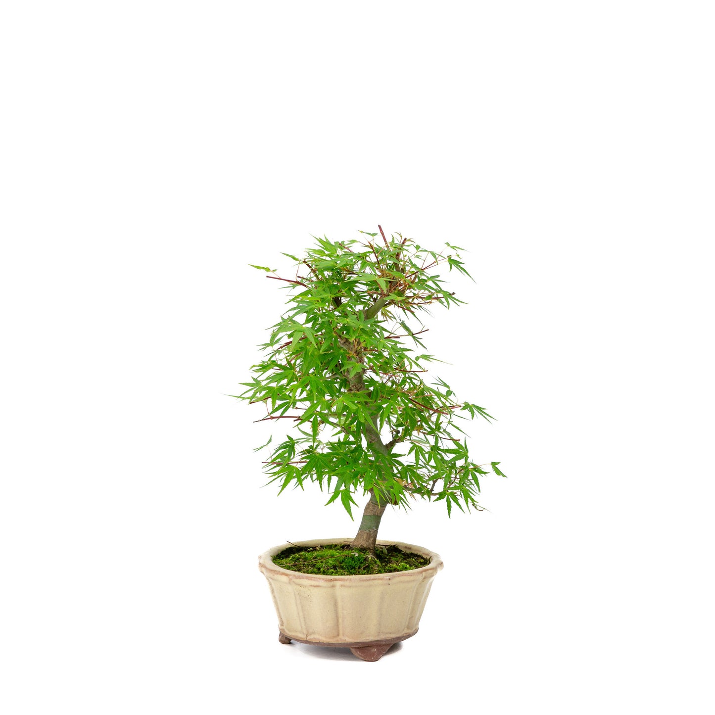 Buiten Bonsai Acer palmatum 'Orihime' creme ronde pot 13cm, hoogte ~33cm