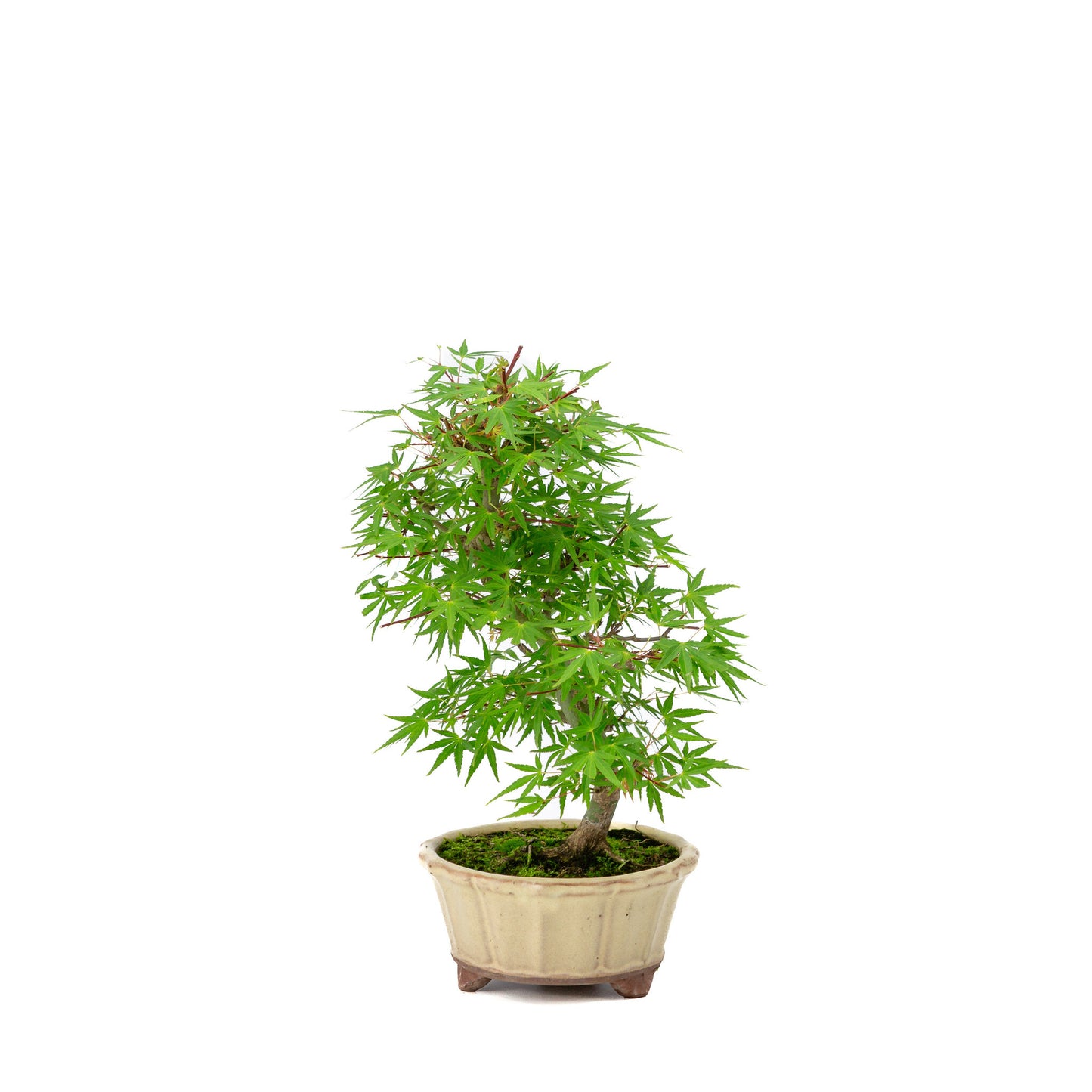 Buiten Bonsai Acer palmatum 'Orihime' creme ronde pot 13cm, hoogte ~33cm