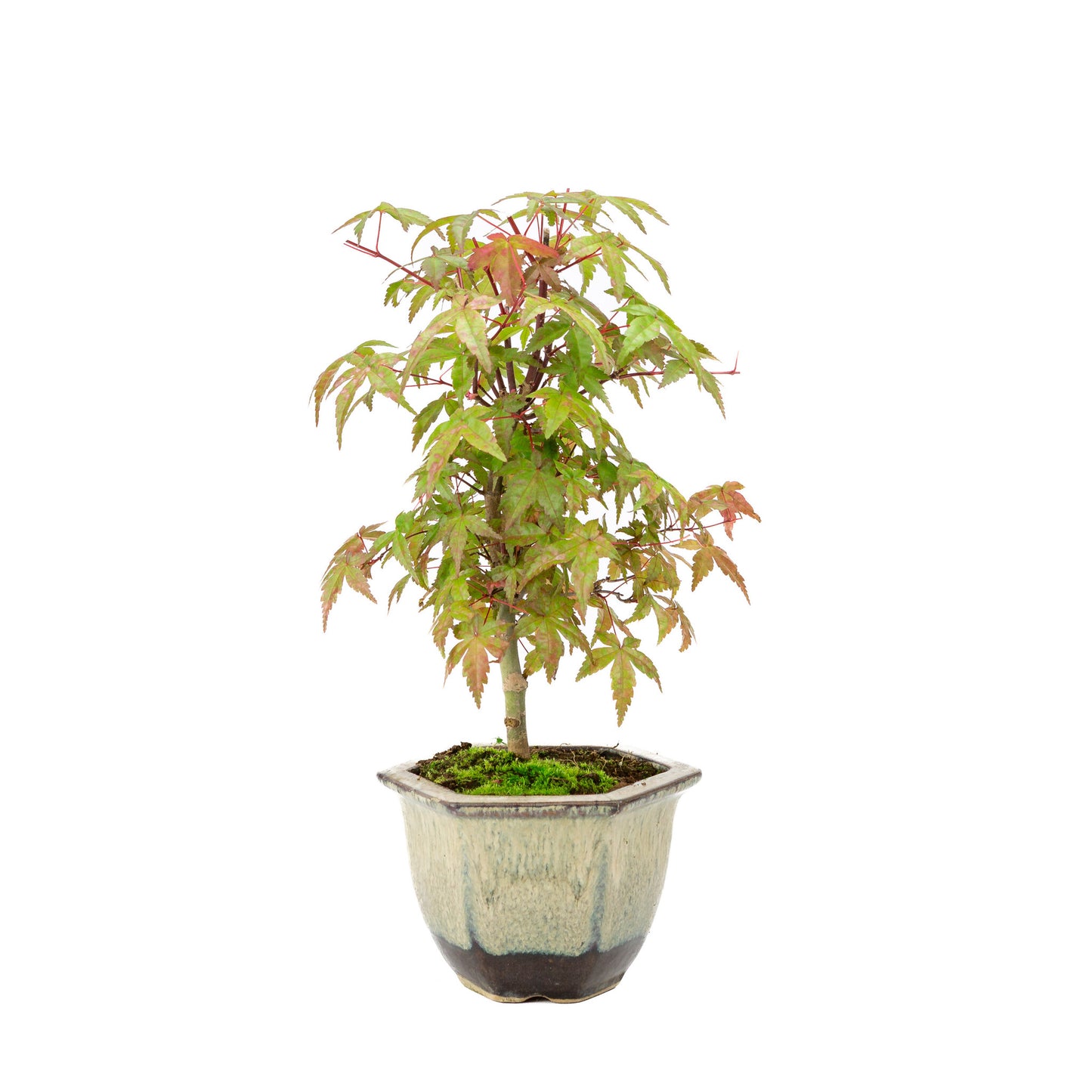 Buiten Bonsai Acer palmatum Deshojo beige bruine zeshoekige pot 14cm, hoogte ~50cm