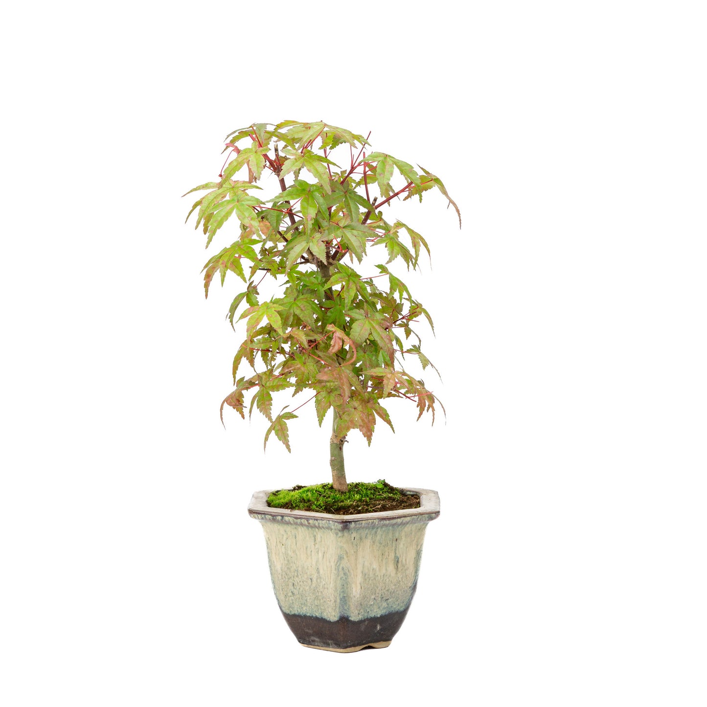 Buiten Bonsai Acer palmatum Deshojo beige bruine zeshoekige pot 14cm, hoogte ~50cm