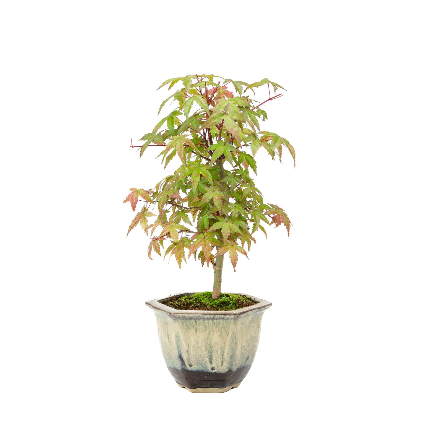 Buiten Bonsai Acer palmatum Deshojo beige bruine zeshoekige pot 14cm, hoogte ~50cm