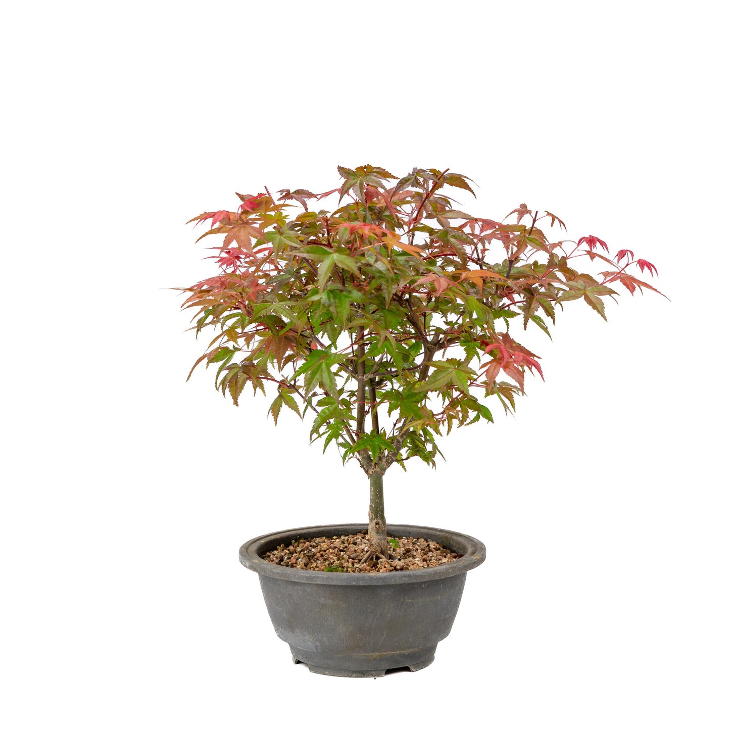Buiten Bonsai Acer palmatum Deshojo plastic pot 16cm, hoogte ~29cm
