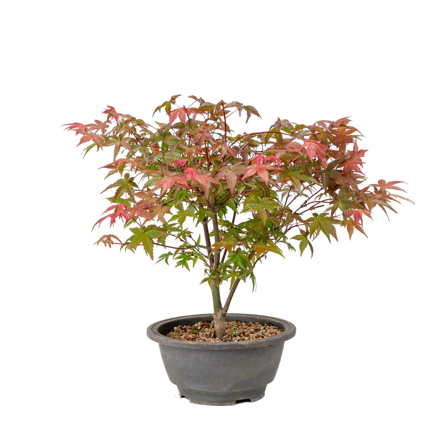 Buiten Bonsai Acer palmatum Deshojo plastic pot 16cm, hoogte ~29cm