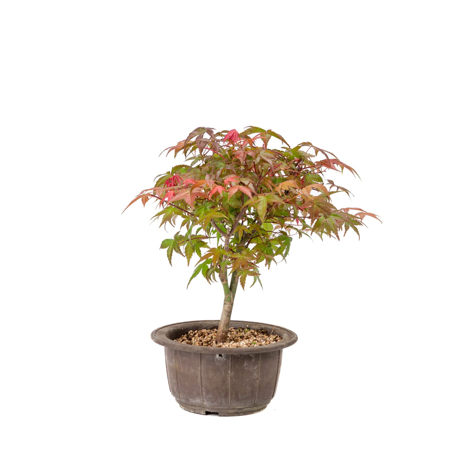 Buiten Bonsai Acer palmatum Deshojo plastic pot 15cm, hoogte ~29cm