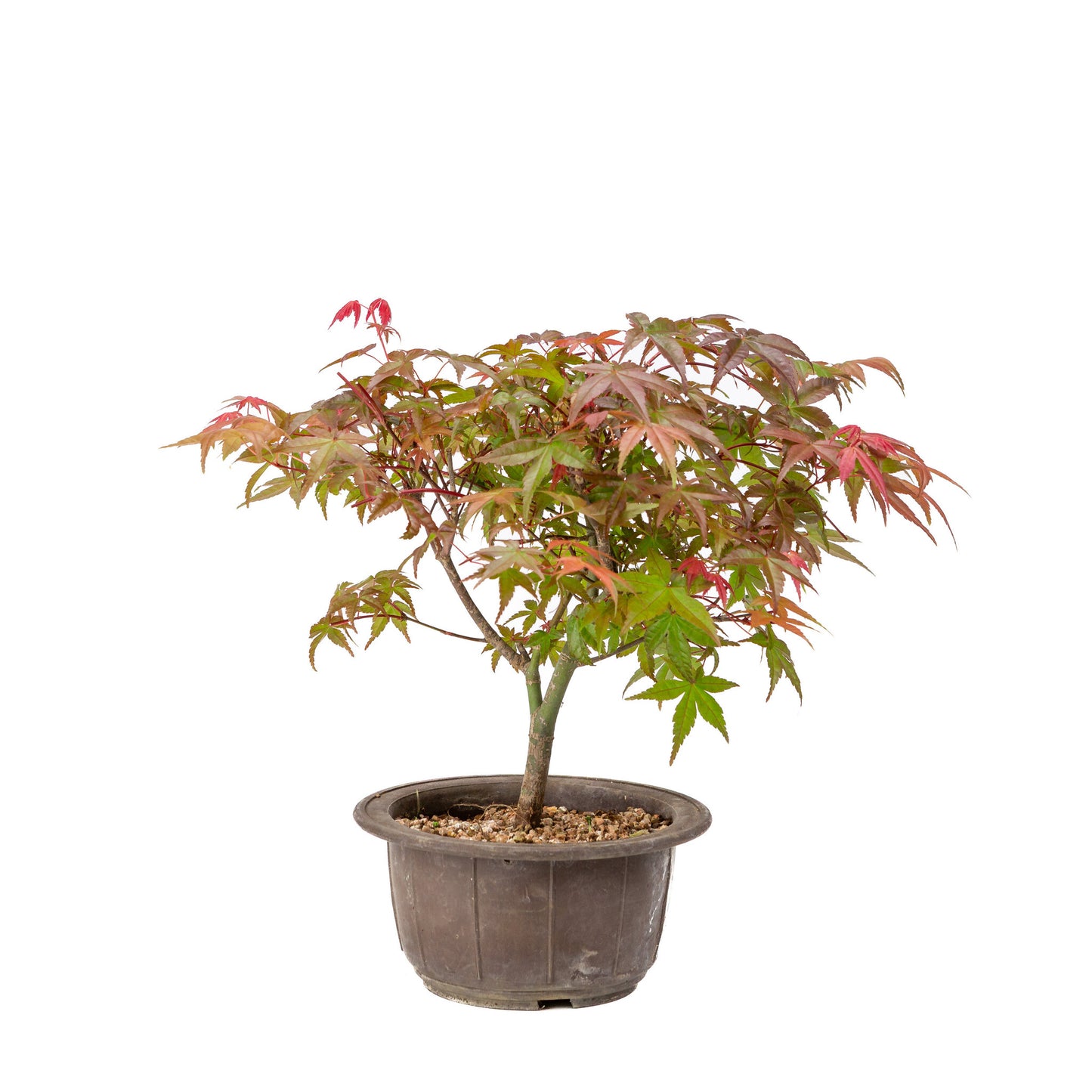 Buiten Bonsai Acer palmatum Deshojo plastic pot 15cm, hoogte ~29cm