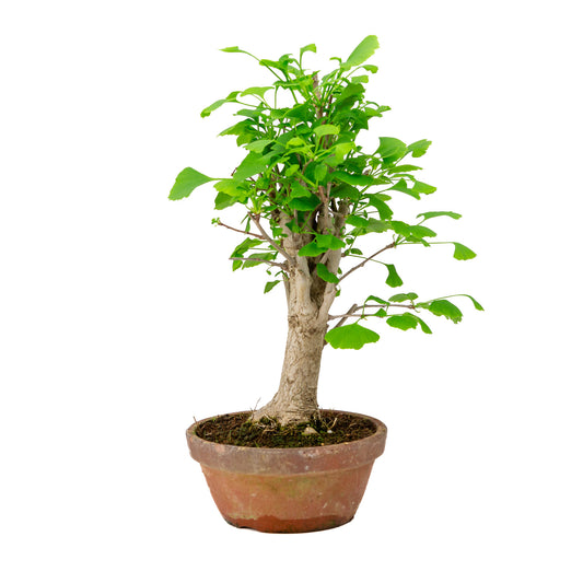 Bonsaï d'extérieur Ginkgo biloba en pot de terre cuite de 19 cm, hauteur ~46 cm