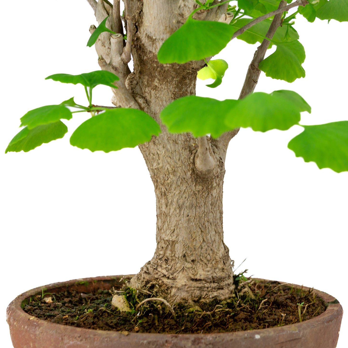 Bonsaï d'extérieur Ginkgo biloba en pot de terre cuite de 19 cm, hauteur ~46 cm