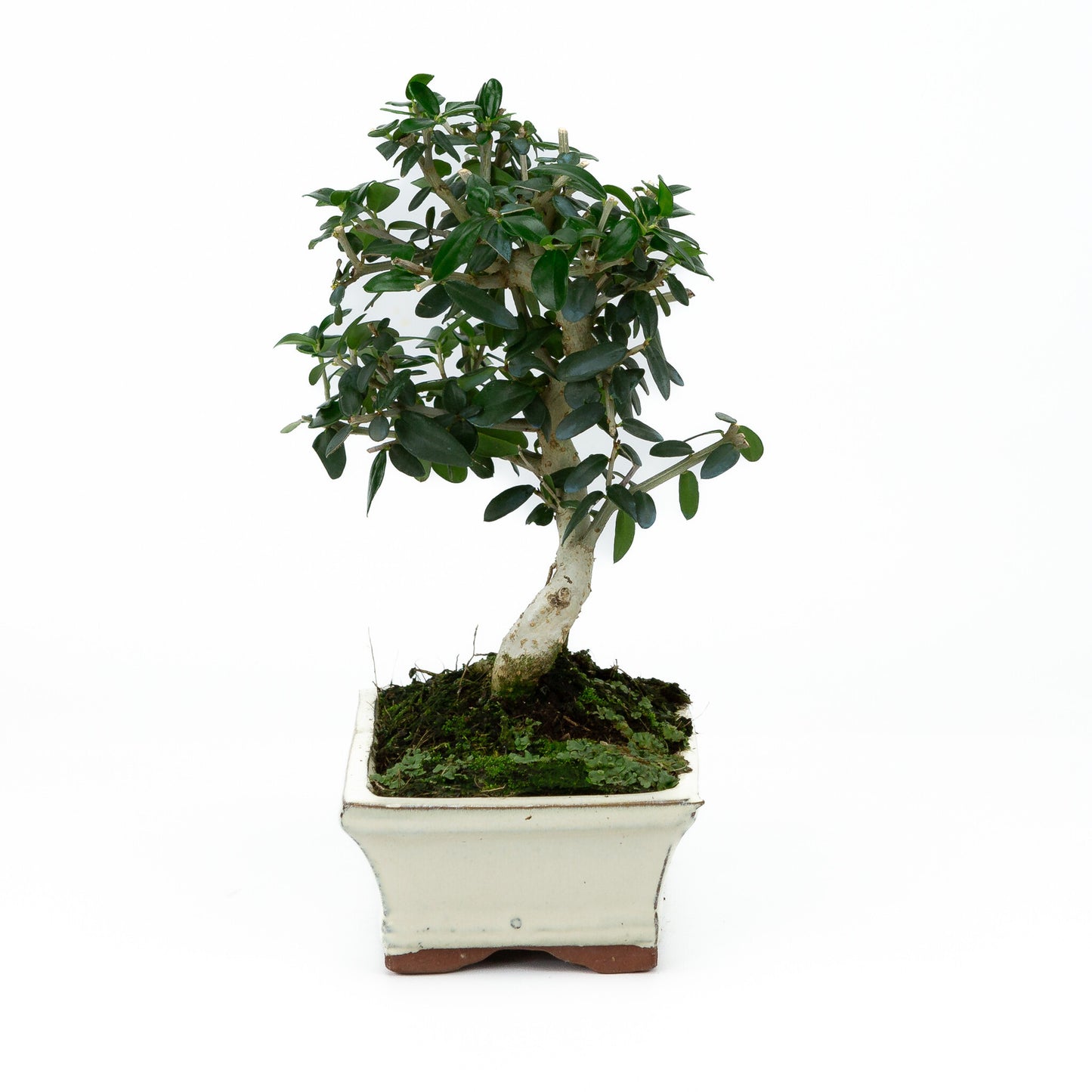 Bonsaï d'extérieur Olea sylvestris, pot rectangulaire crème, 15 cm, hauteur ~28 cm