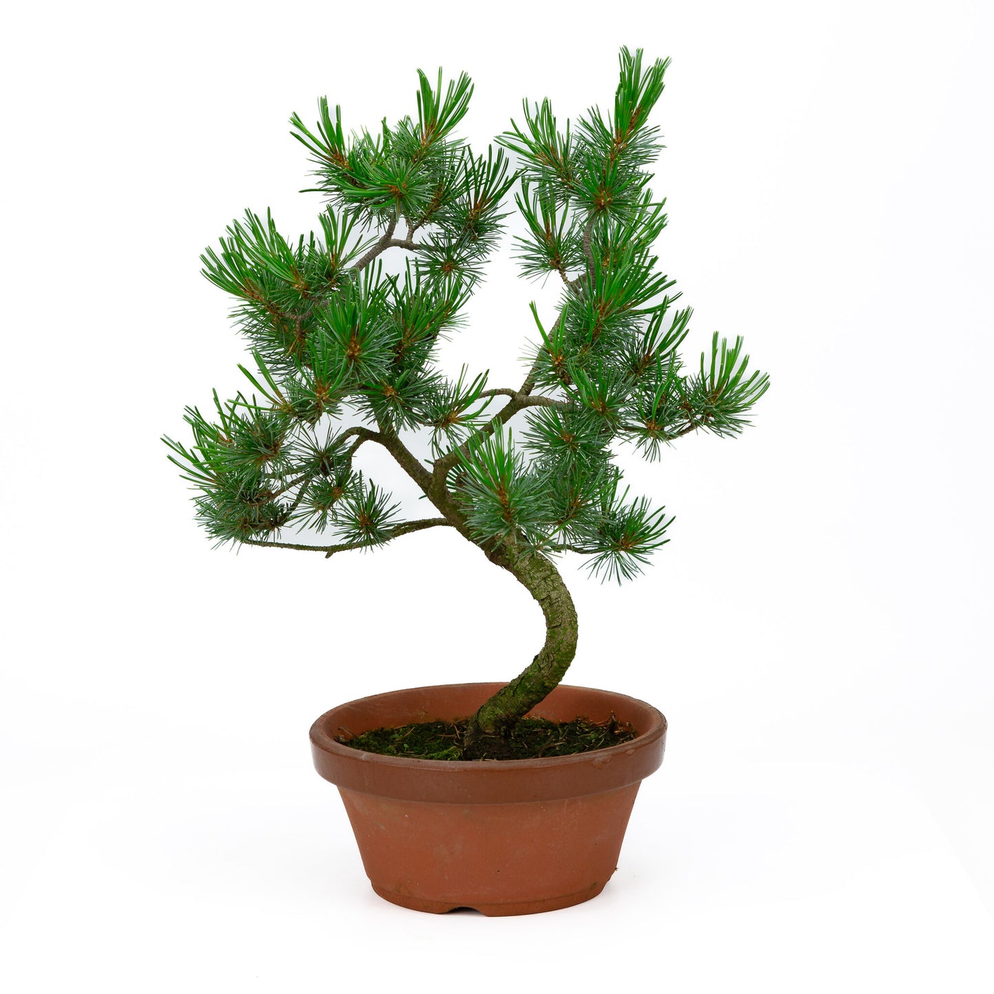 Buiten Bonsai Pinus parviflora terracotta pot 19cm, hoogte ~ 42cm