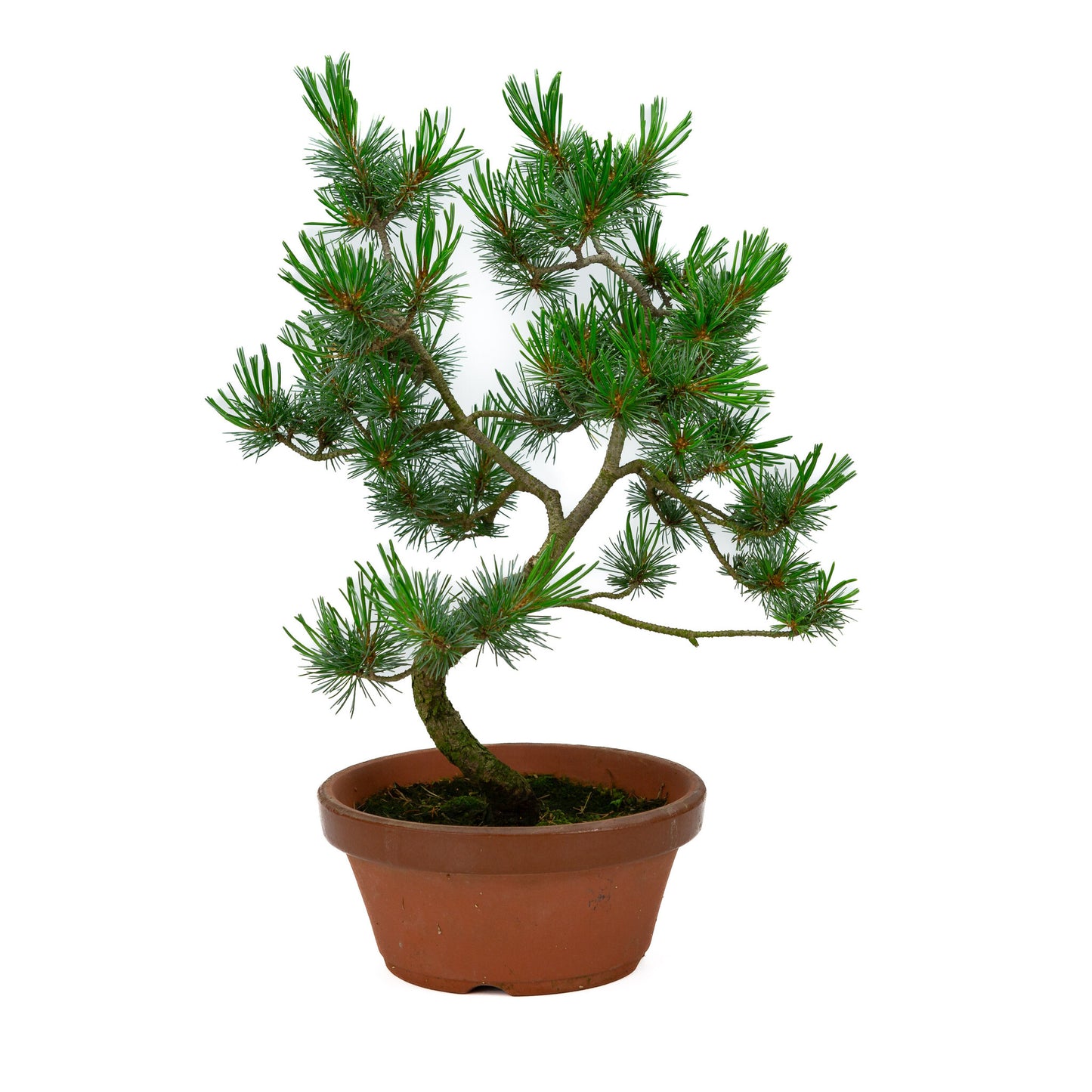 Buiten Bonsai Pinus parviflora terracotta pot 19cm, hoogte ~ 42cm