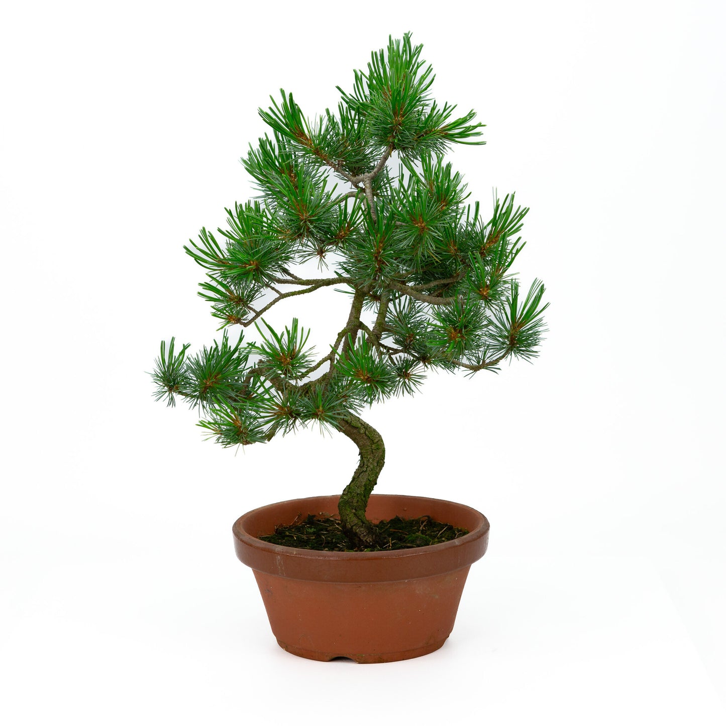 Buiten Bonsai Pinus parviflora terracotta pot 19cm, hoogte ~ 42cm