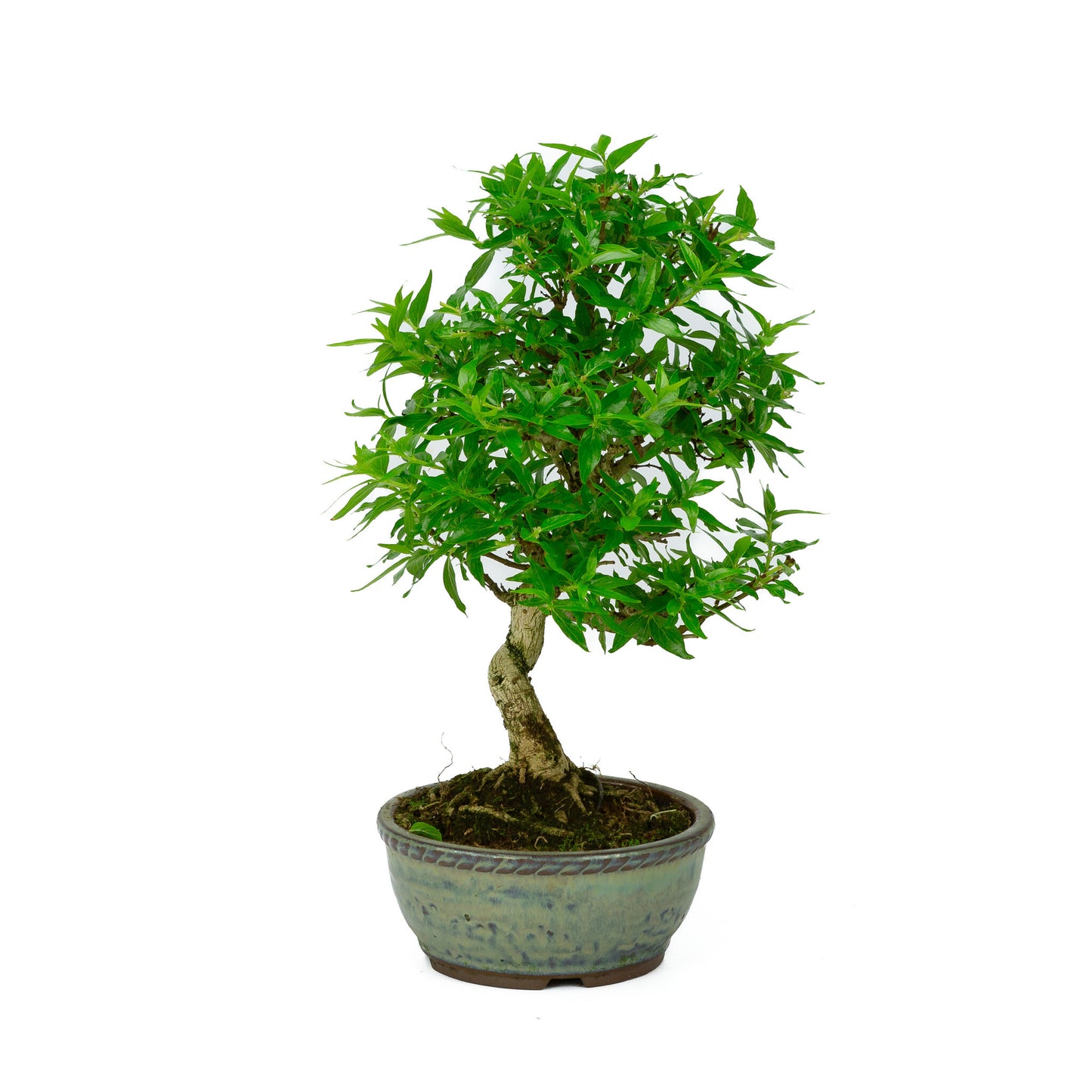 Asplenium bleu pour bonsaï d'extérieur, pot rond de 13 cm, hauteur ~30 cm