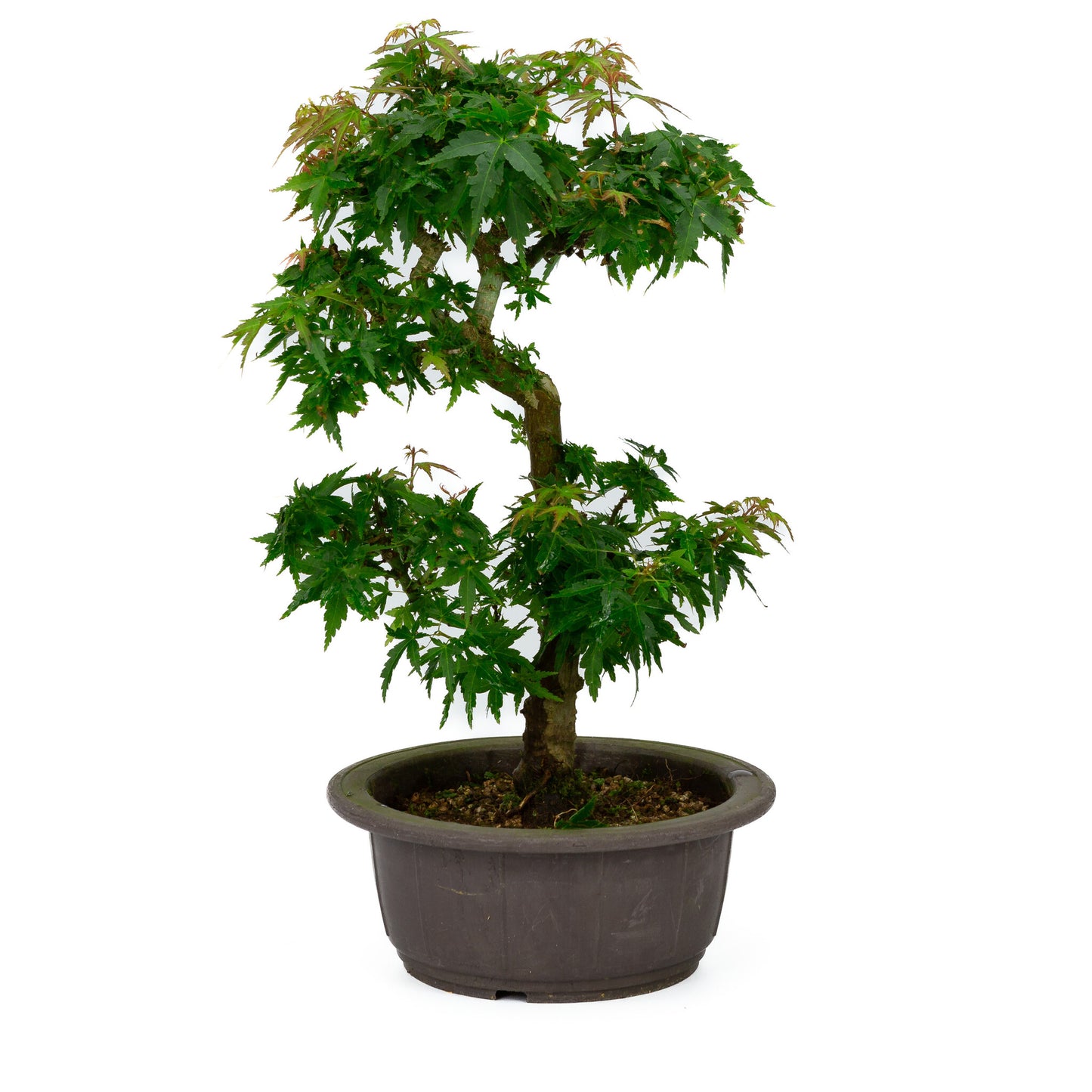 Buiten Bonsai Acer palmatum 'Kotohime' plastic pot 18cm , hoogte ~ 39cm