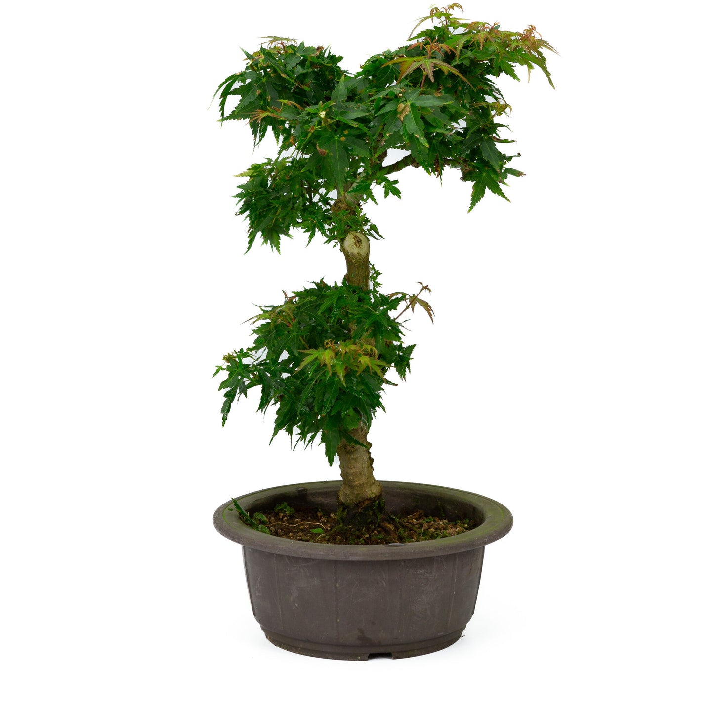 Buiten Bonsai Acer palmatum 'Kotohime' plastic pot 18cm , hoogte ~ 39cm