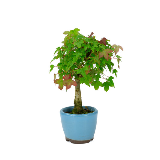 Bonsaï Shohin d'extérieur Acer buergerianum, pot rond bleu clair de 8 cm, hauteur ~23 cm