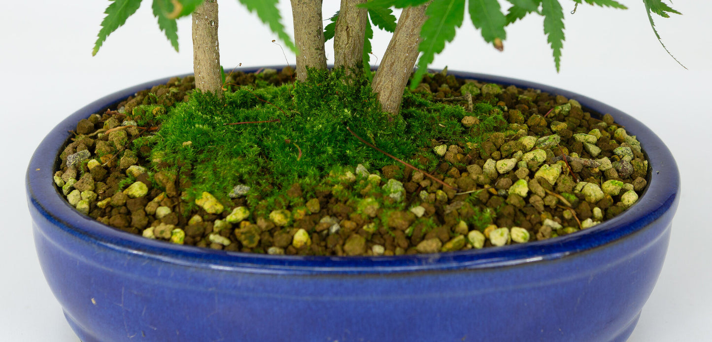 Bonsaï d'extérieur Acer palmatum, pot ovale bleu de 22 cm, hauteur ~36 cm